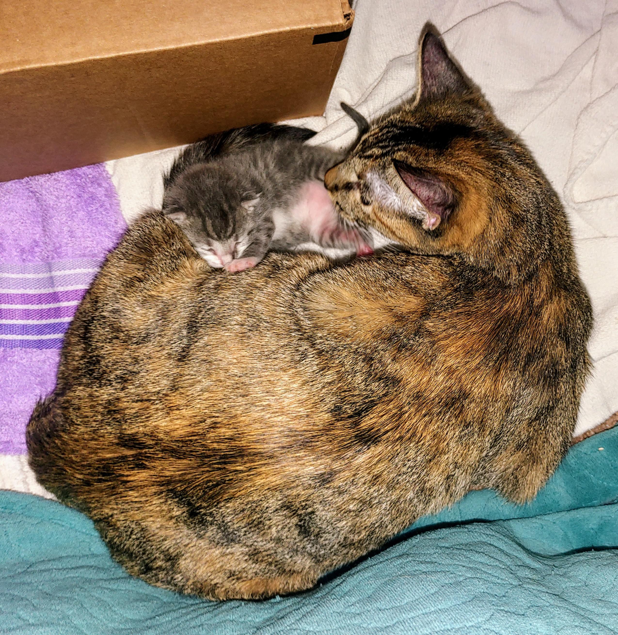 Our first mama cat (who delivered last week) just brought one of her