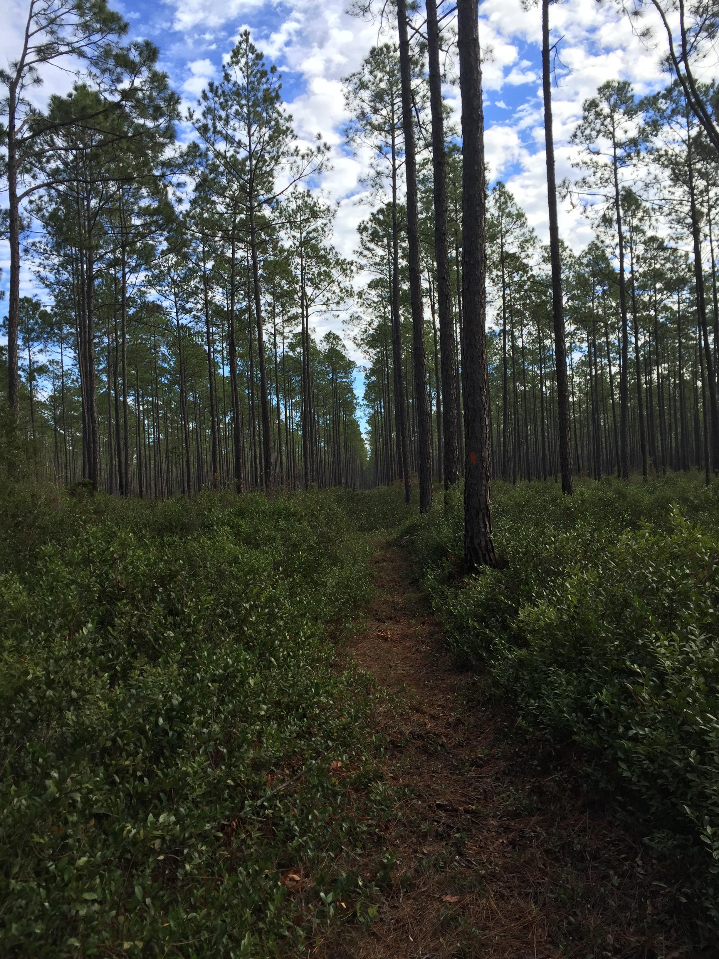 Went for a Day hike on the FT in Osceola National Forest. Hiked East on