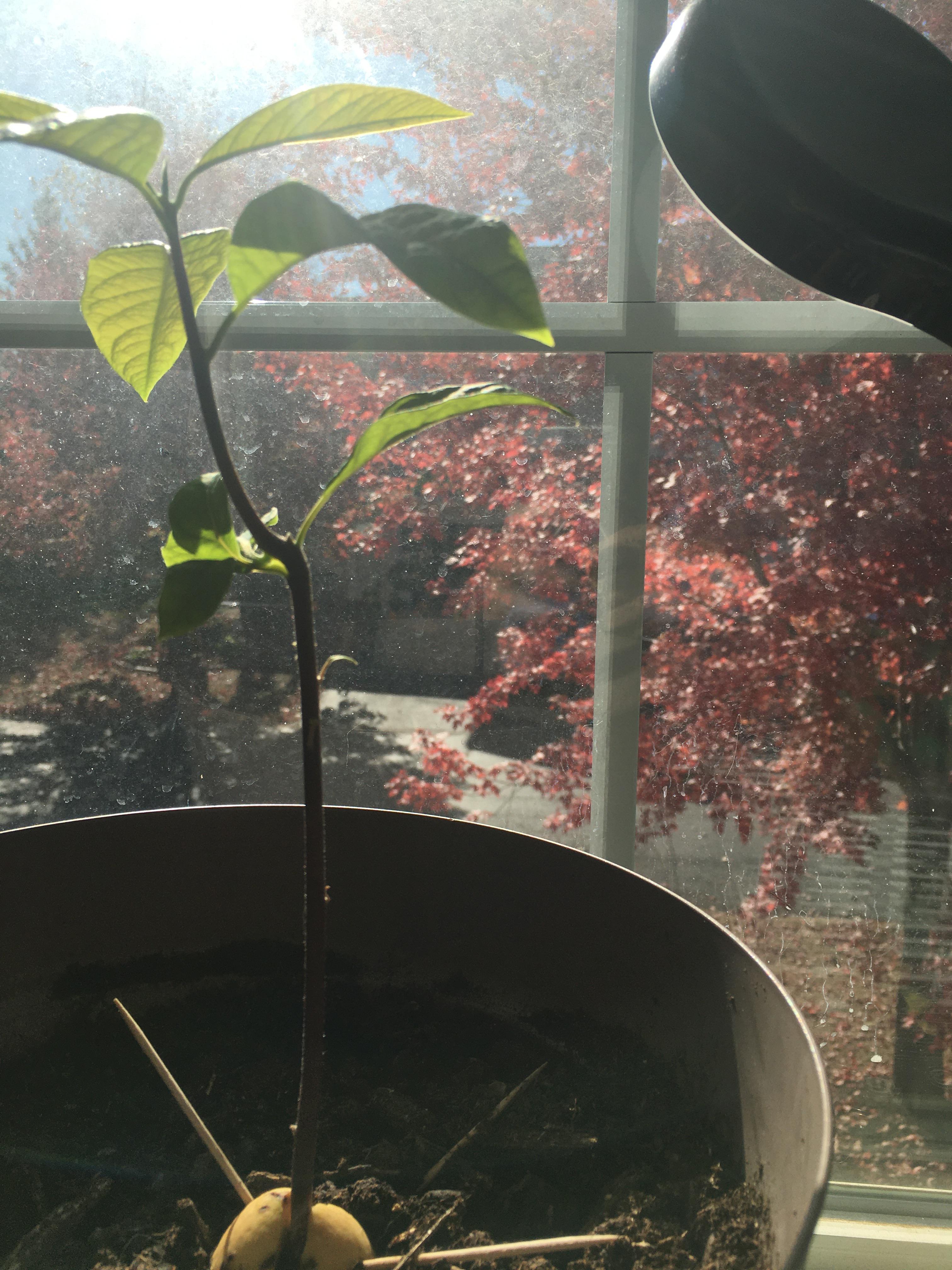 Avocado plant leaves curling and wrinkling, is this normal? r/plantclinic