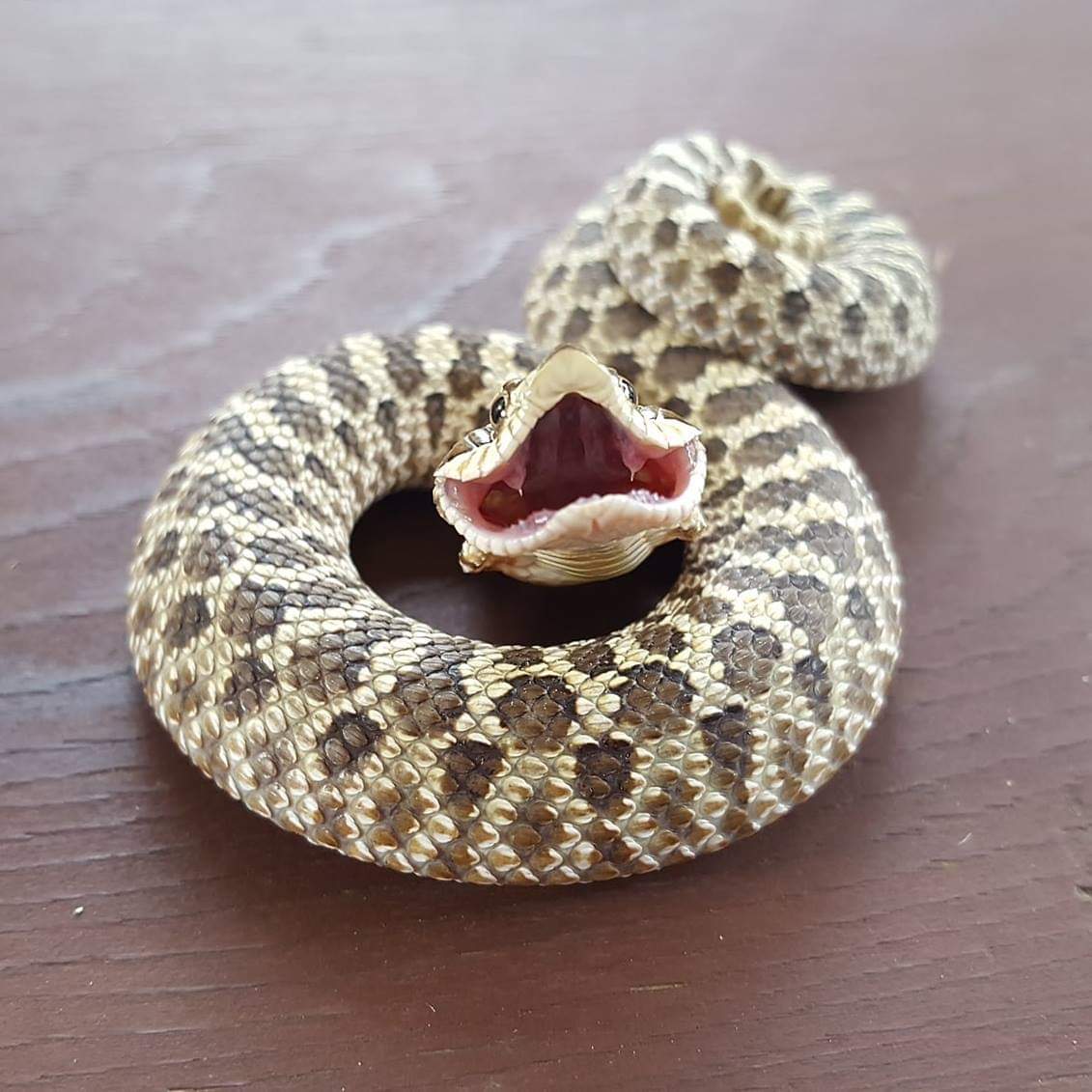 Western Hognose Snake Fangs