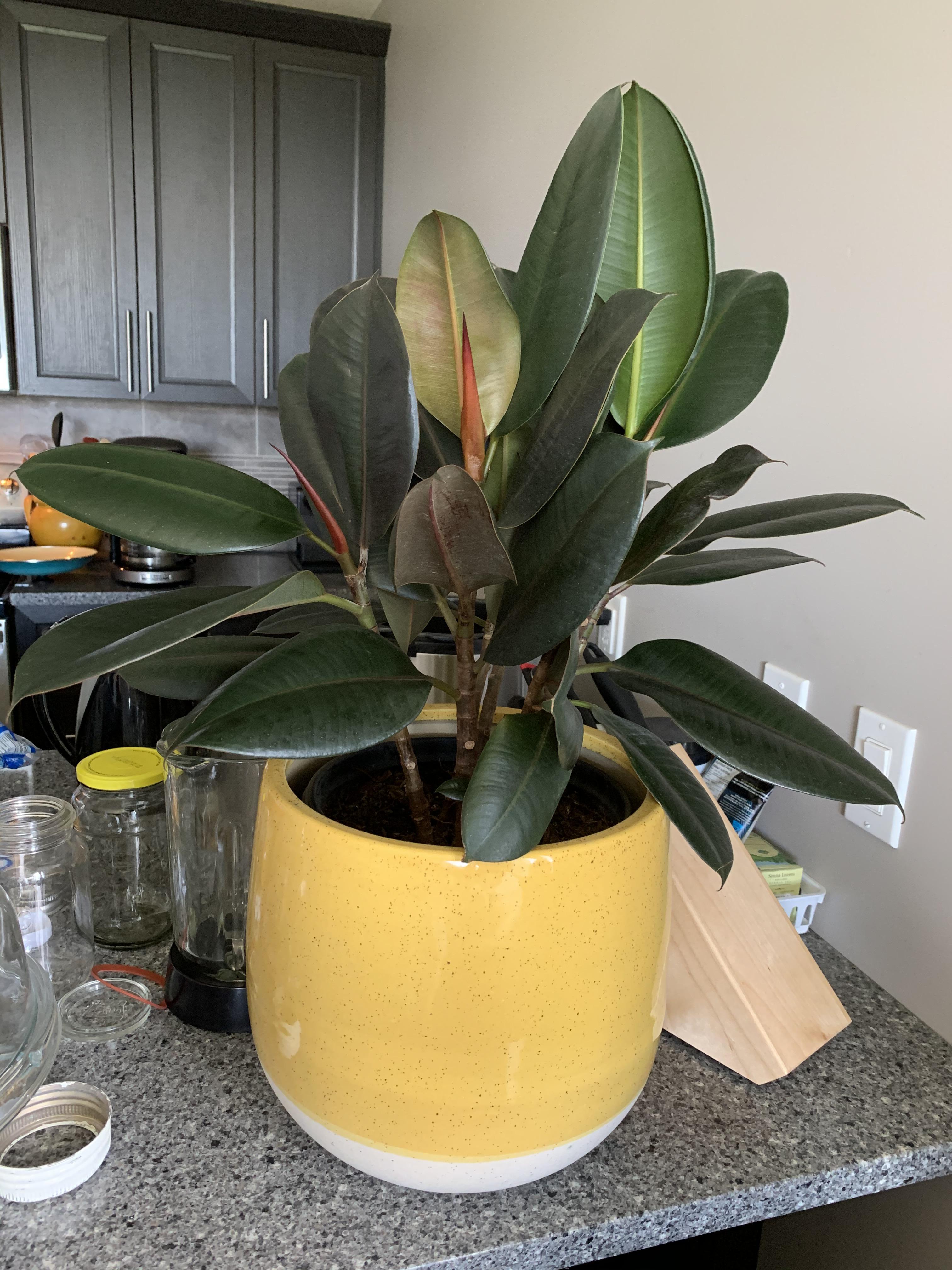 Why is my Burgundy Plant Drooping? It just produced a bunch of new