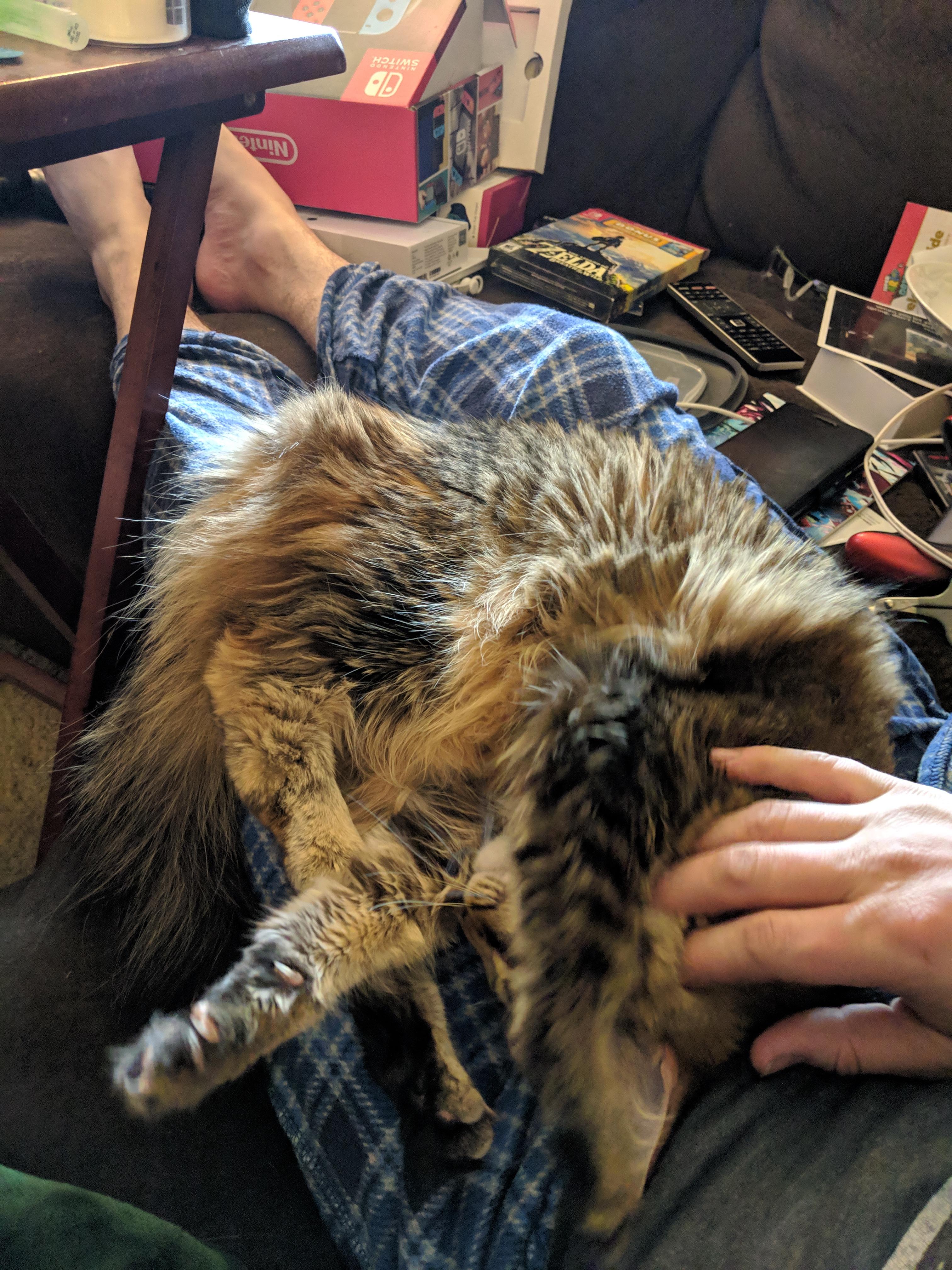 Upside down air biscuits r/cat