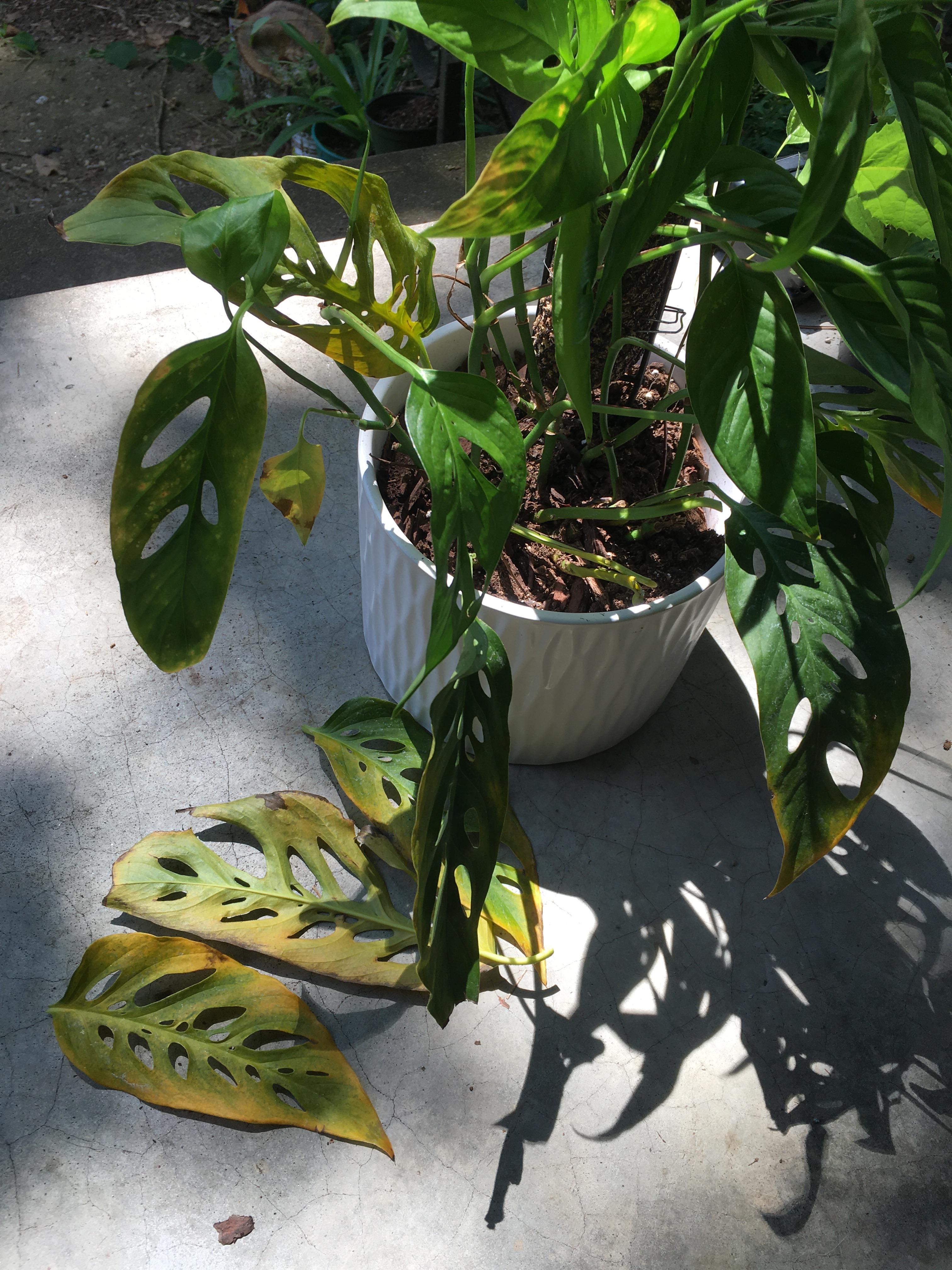 How to help my Swiss cheese plant? r/plantclinic