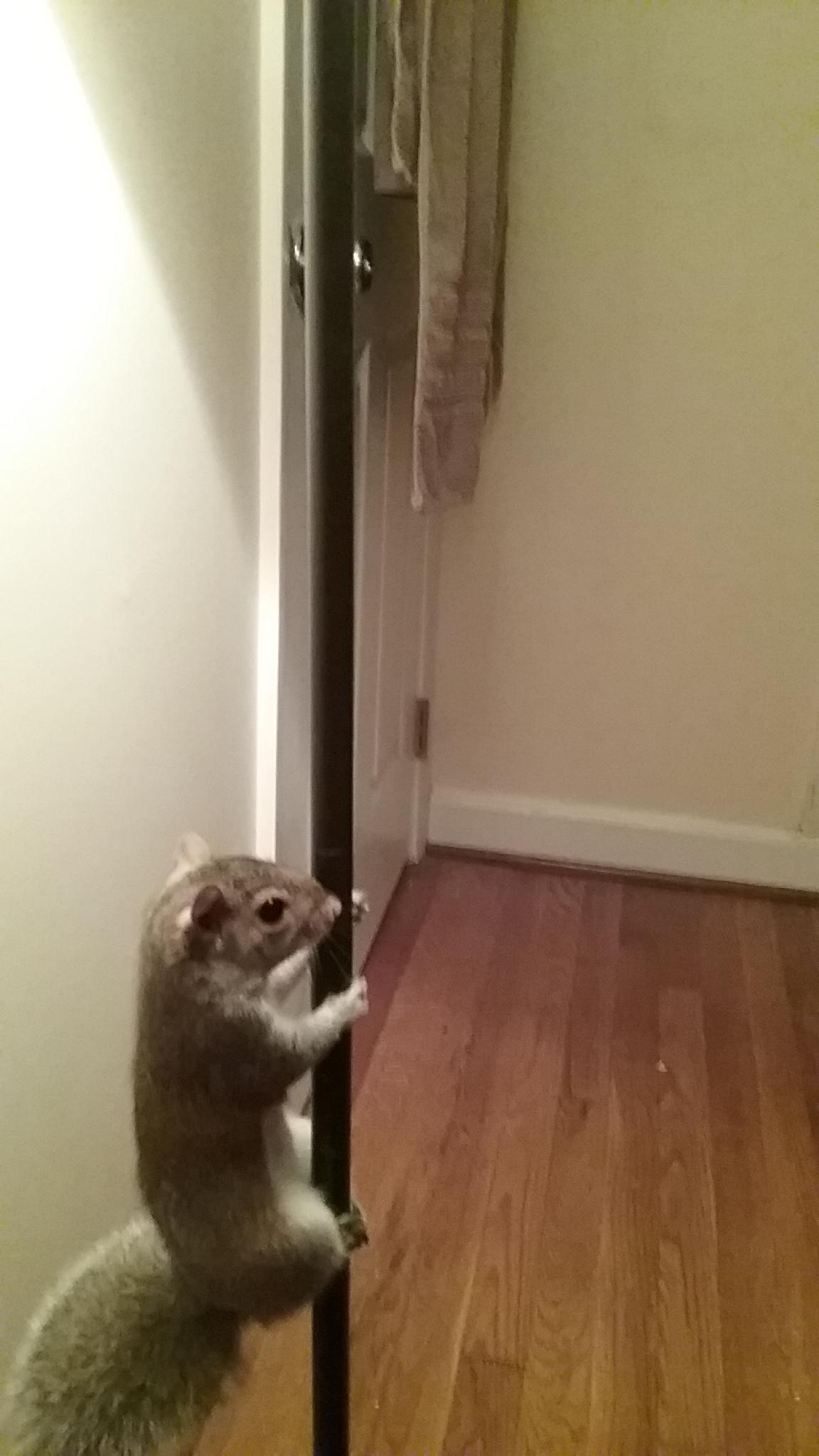 Tried to teach a squirrel to fetch. Learned pole dancing