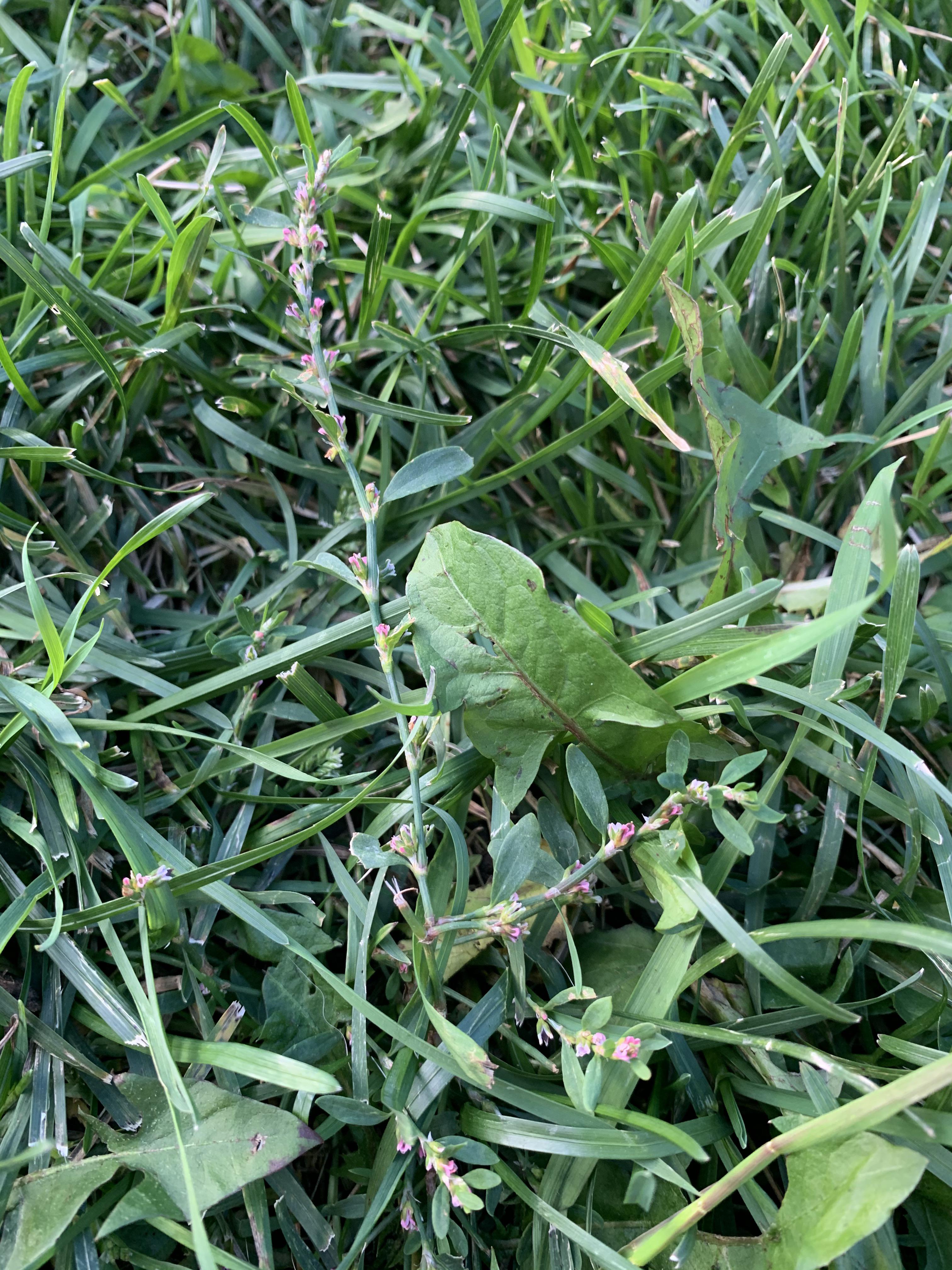 What’s this weed growing in my yard? Please and thanks! r/whatsthisplant