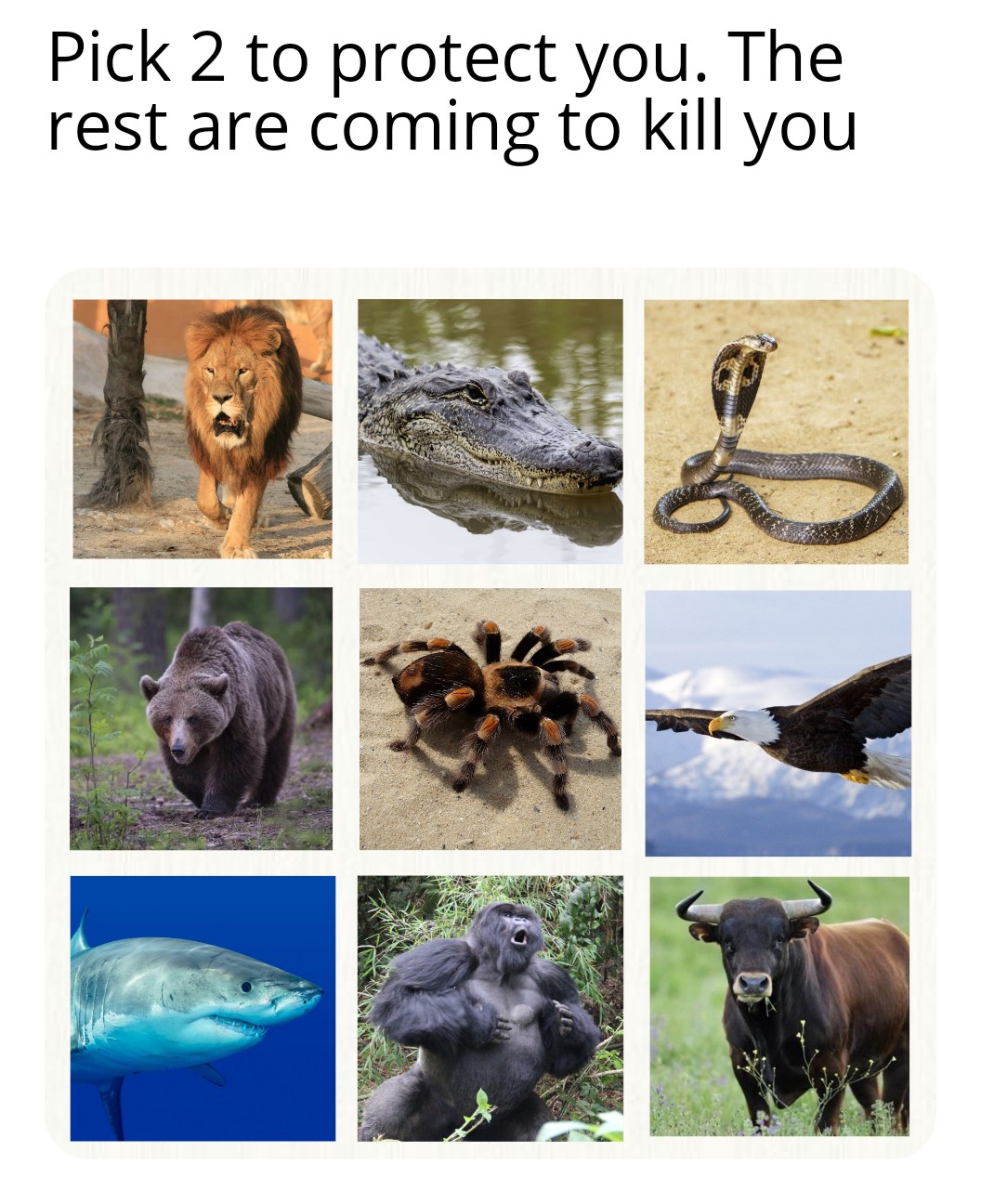 The wild nature edition memes