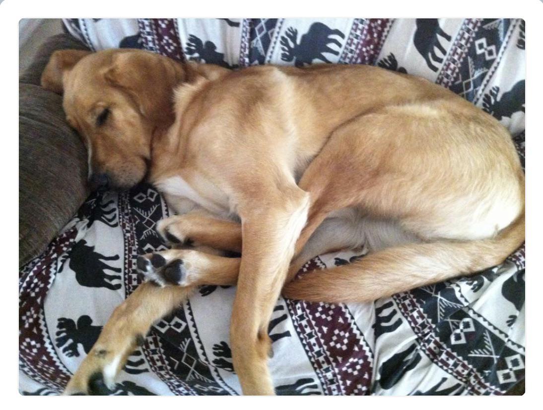 I think my dog is broken? r/Eyebleach