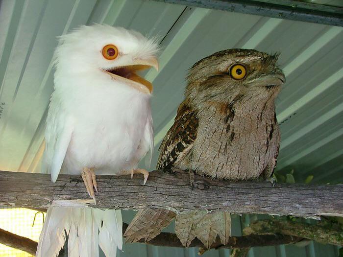 This oddlooking bird is called a tawny frogmouth, “tawny” meaning