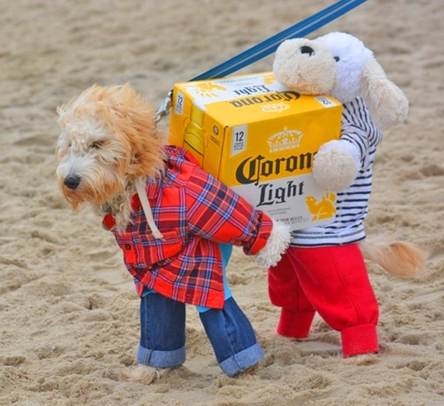This dogs costume r/DidntKnowIWantedThat