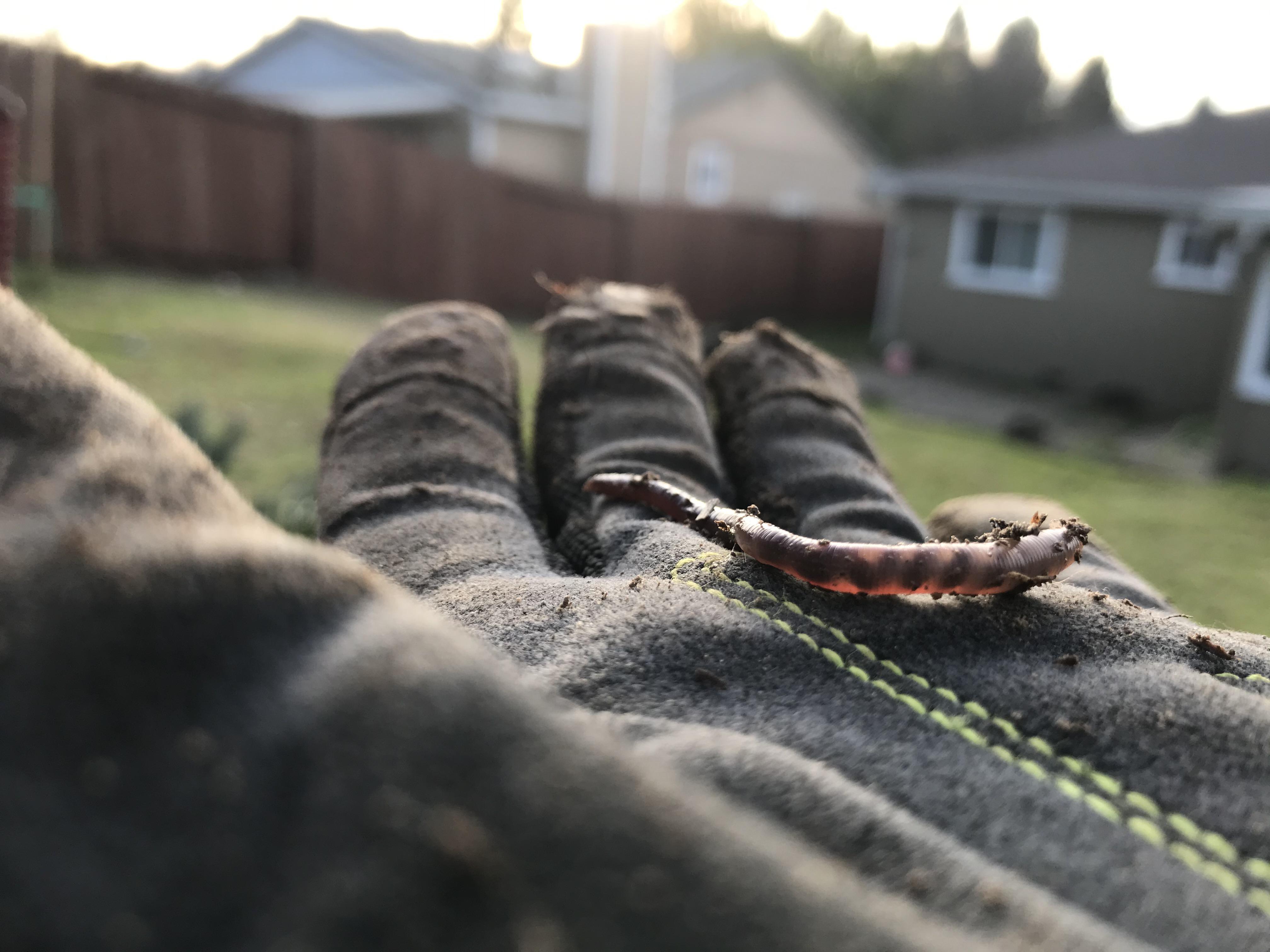 This worm was see through enough to see what I’m assuming is it’s