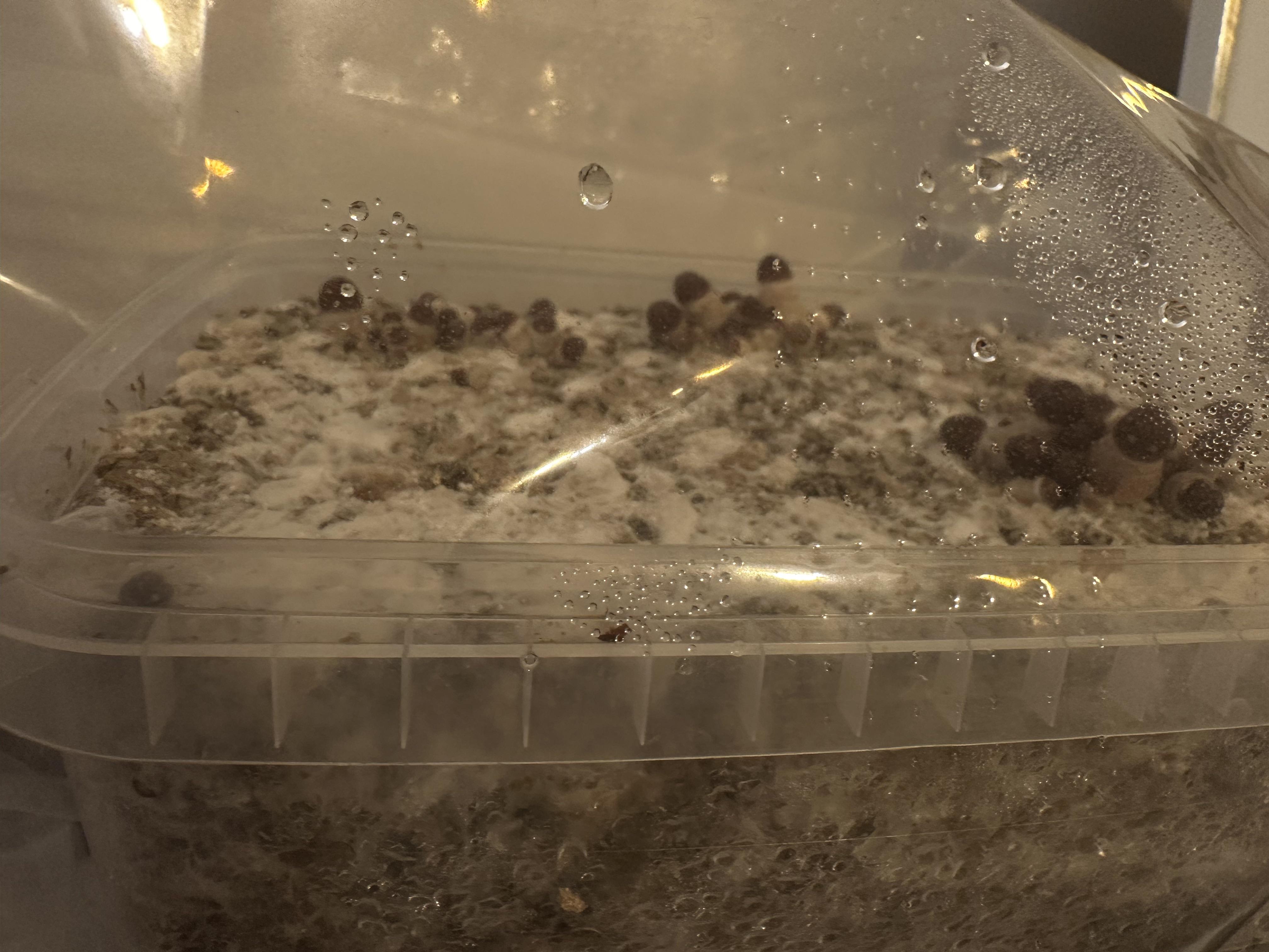 for how long should I leave the bag on? r/unclebens