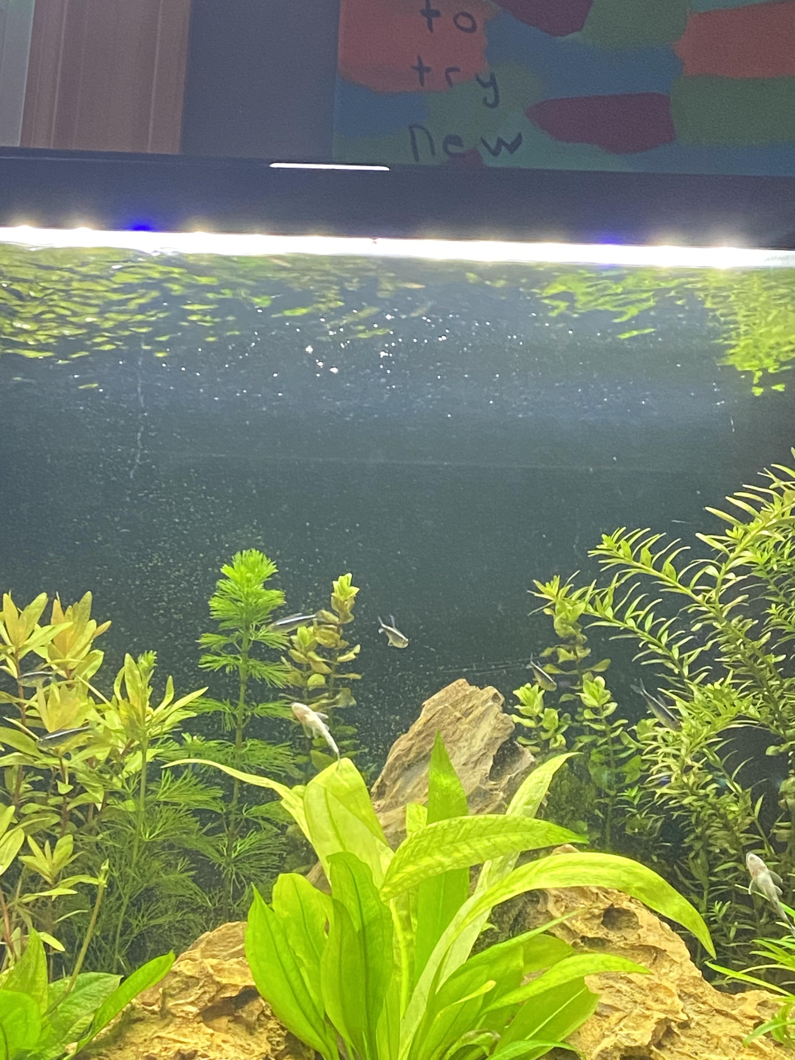 How do I get rid of the film on my waters surface? r/Aquariums