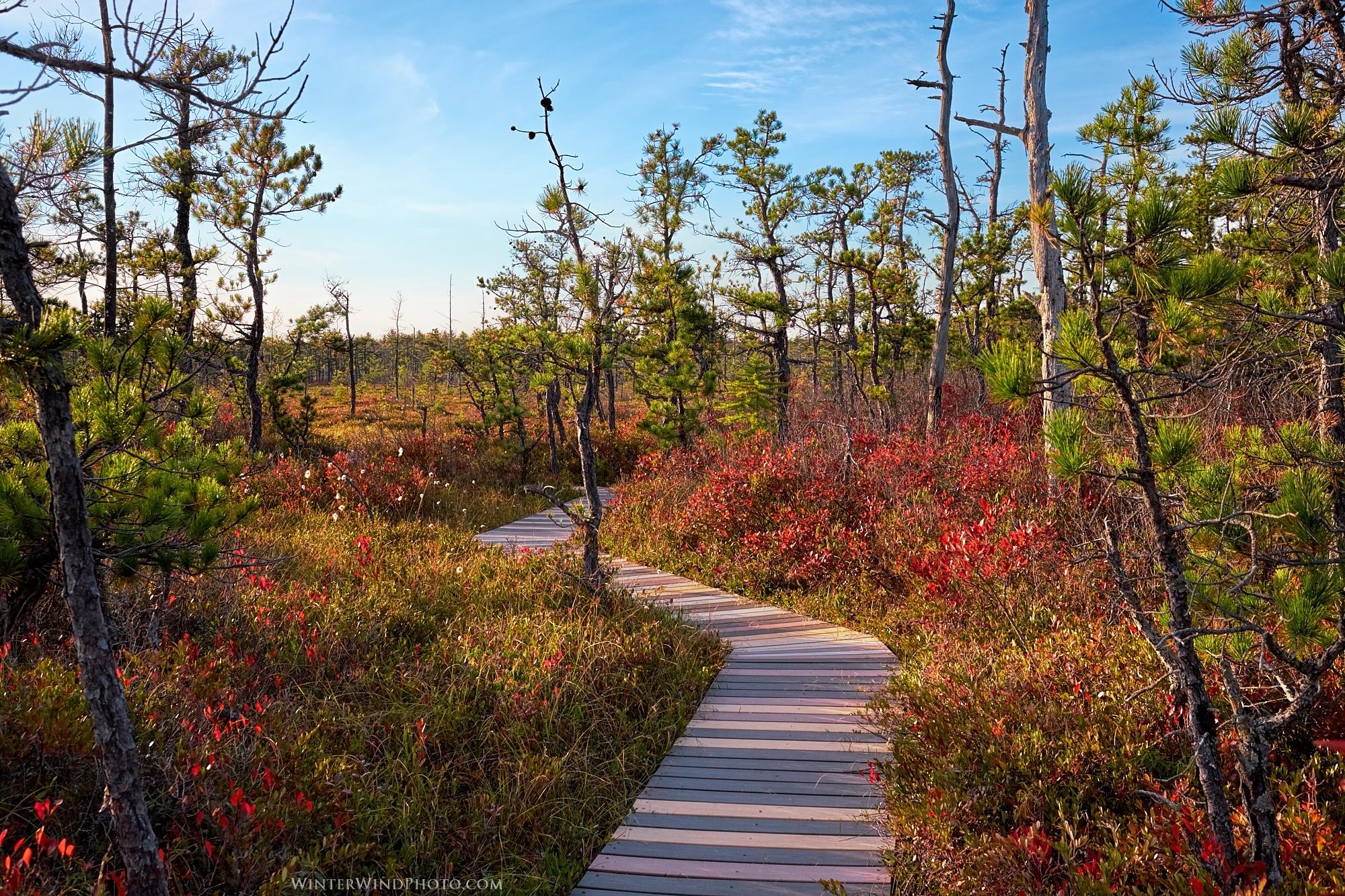 The Saco Heath Preserve is a beautiful gem of southern Maine (but also