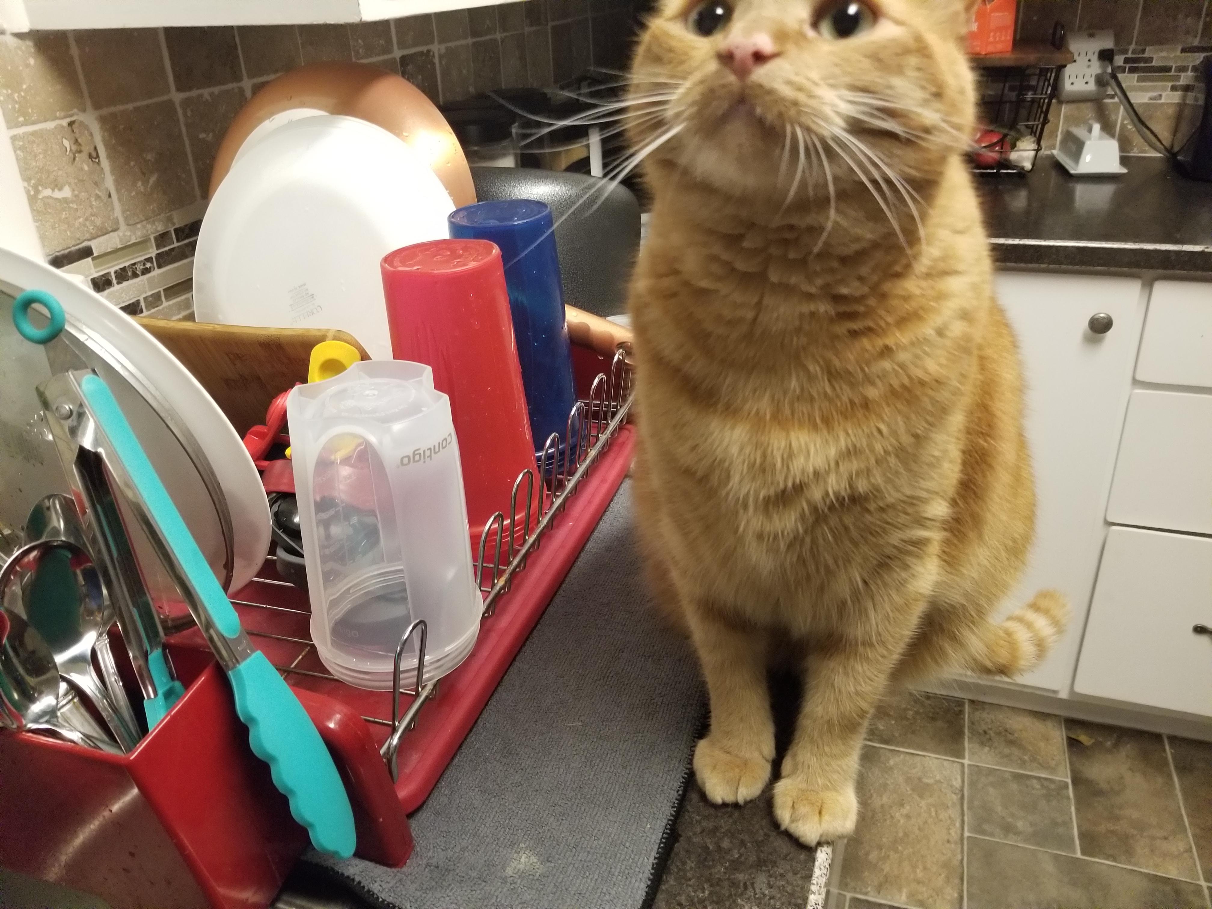 Anyone else get watched by their cat while doing dishes? He's my little