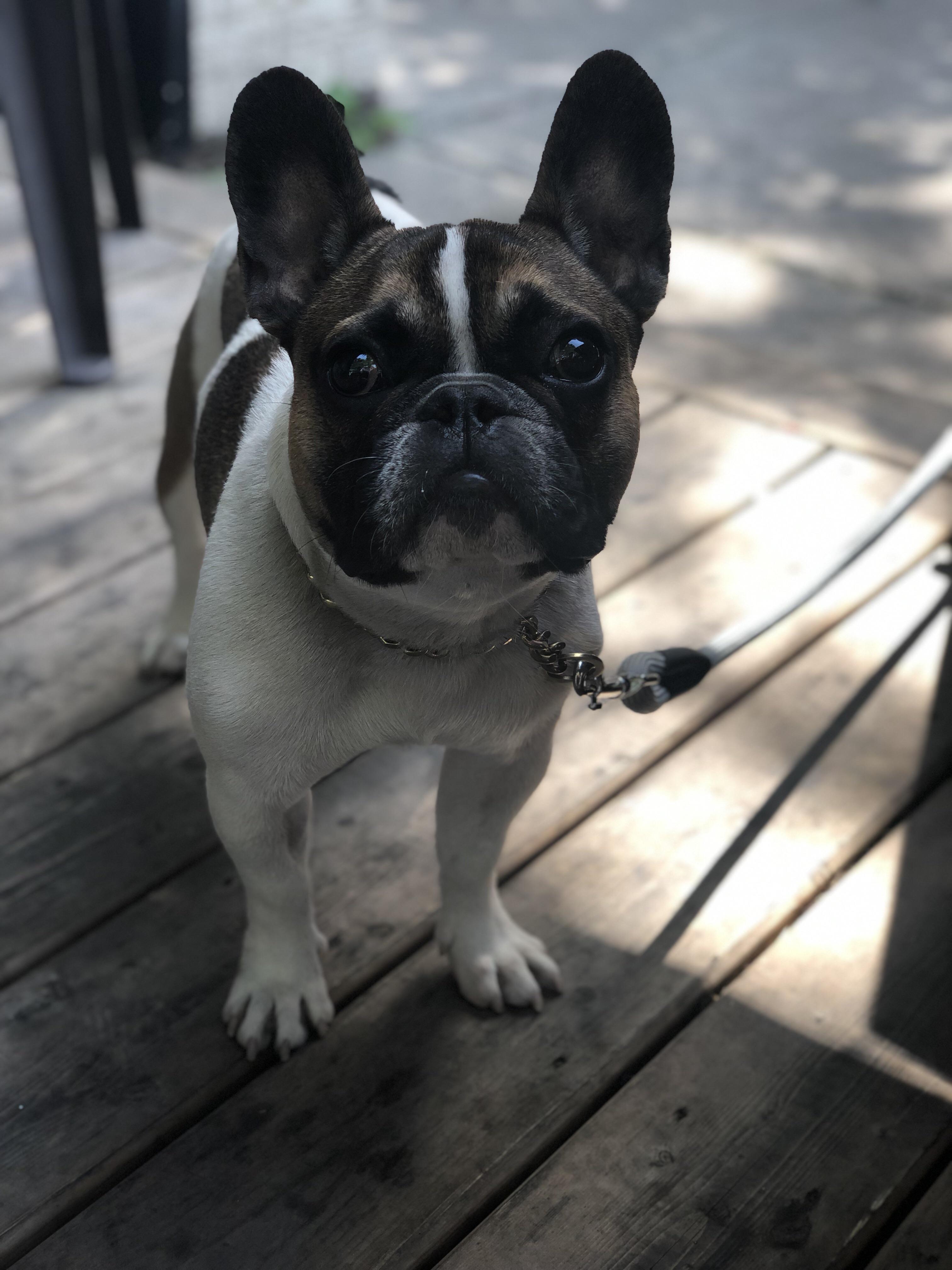 Why are frenchies the best dogs ever r/Frenchbulldogs