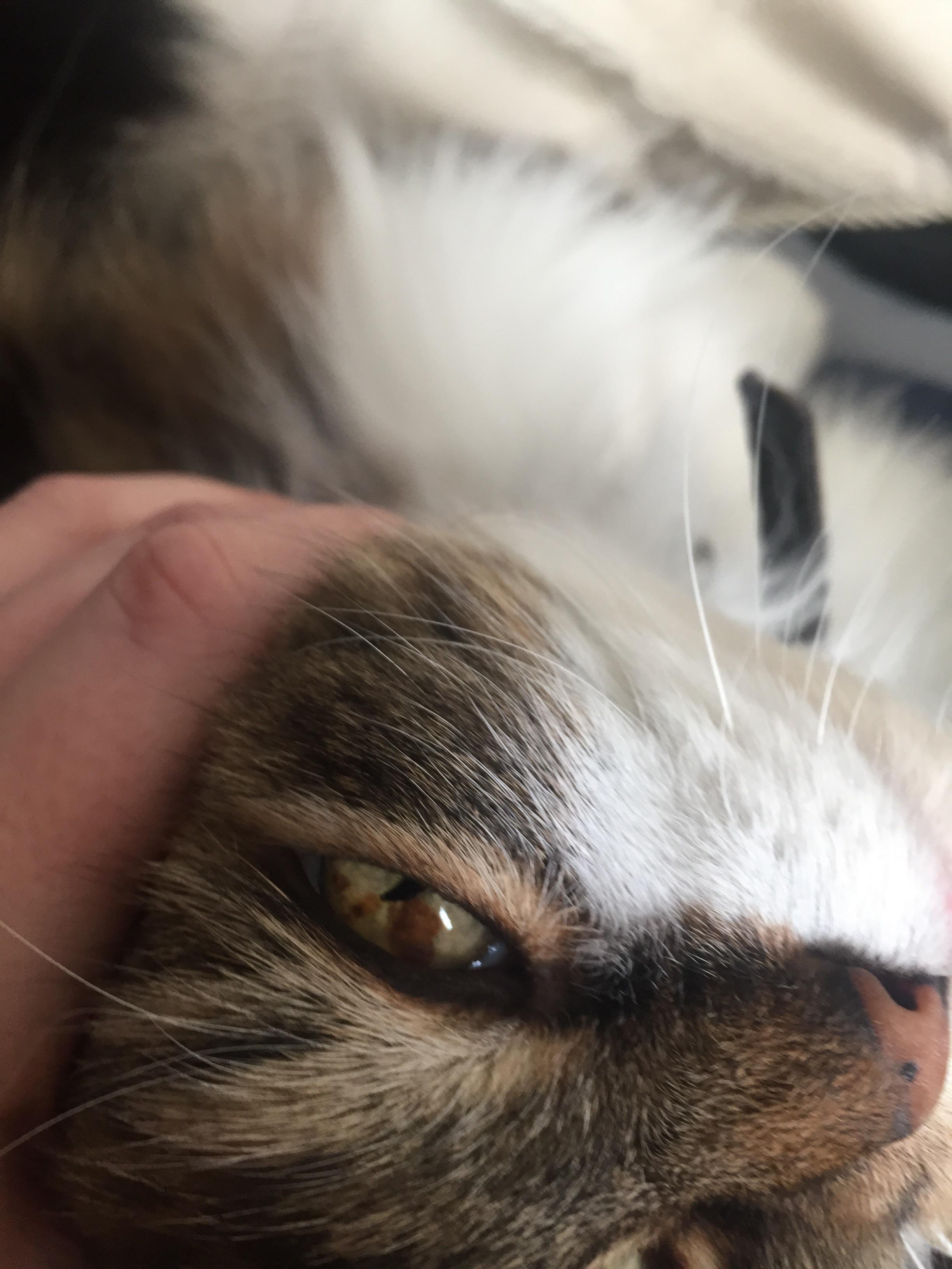 As time has progressed, these brown spots in my cats eye have gotten