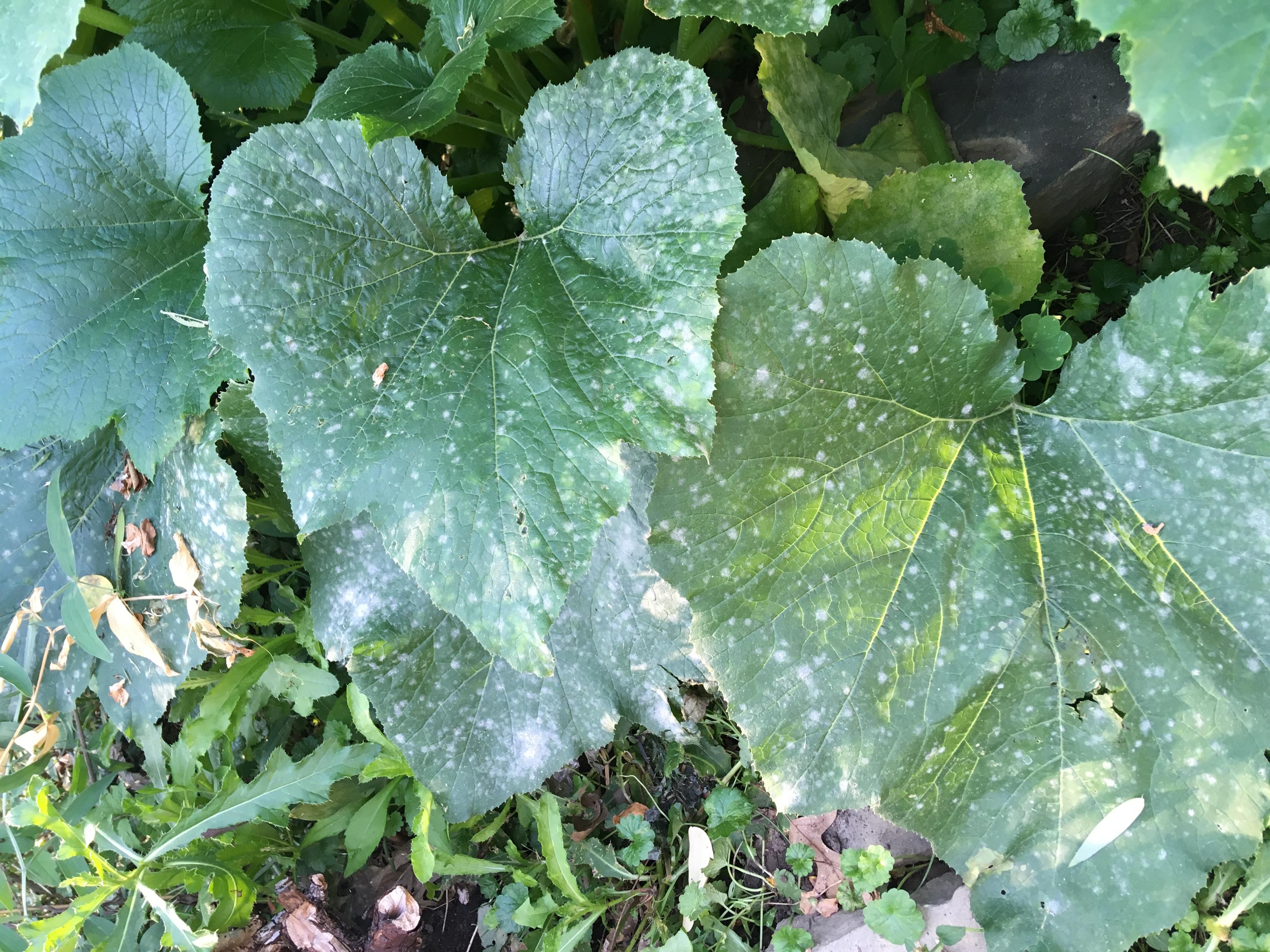 Spots On Zucchini Leaves? Also, Keeping Chipmunks Away?? r/gardening