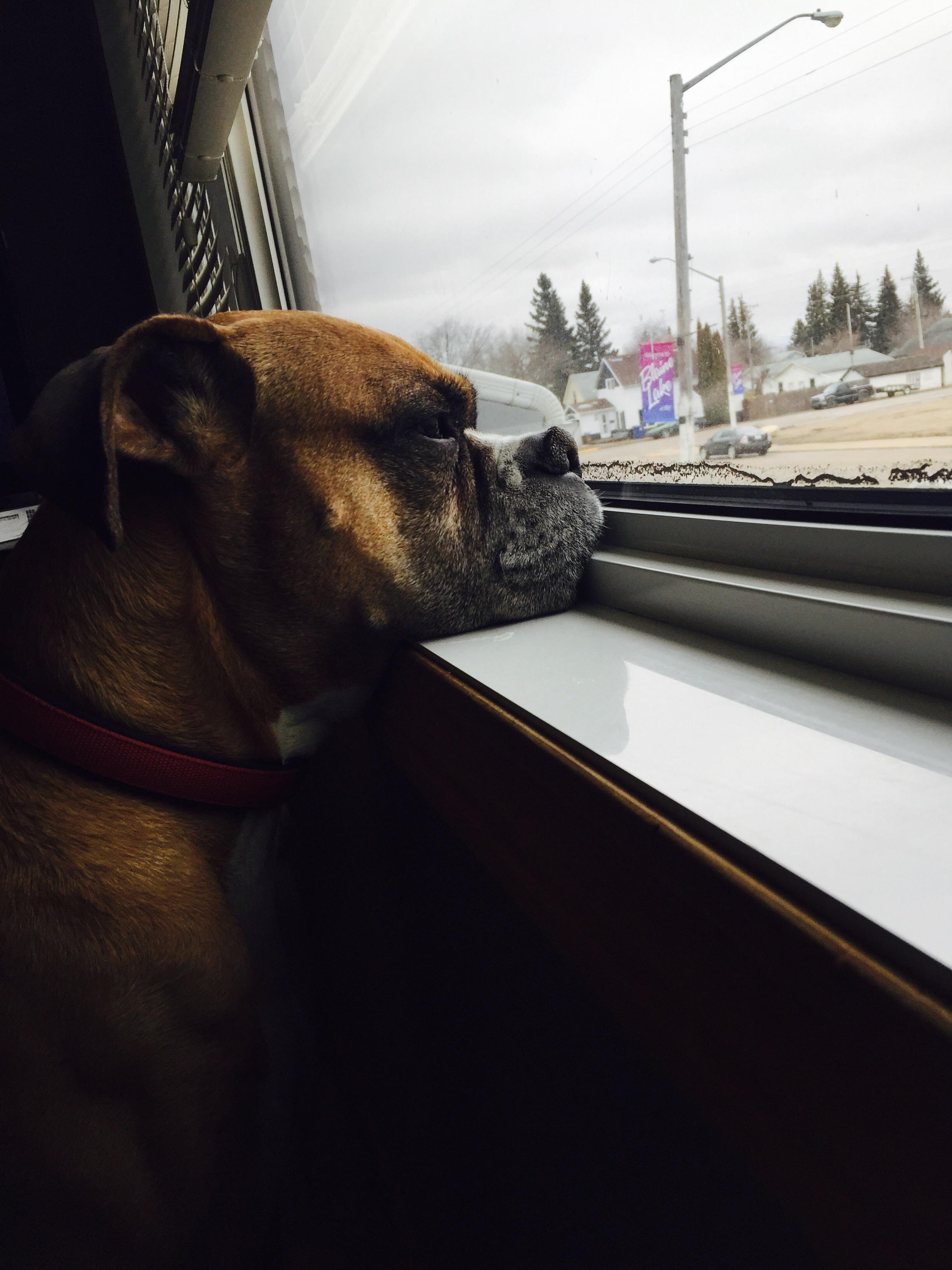 I work at a service that allows pets. Here's my EMS dog watching over