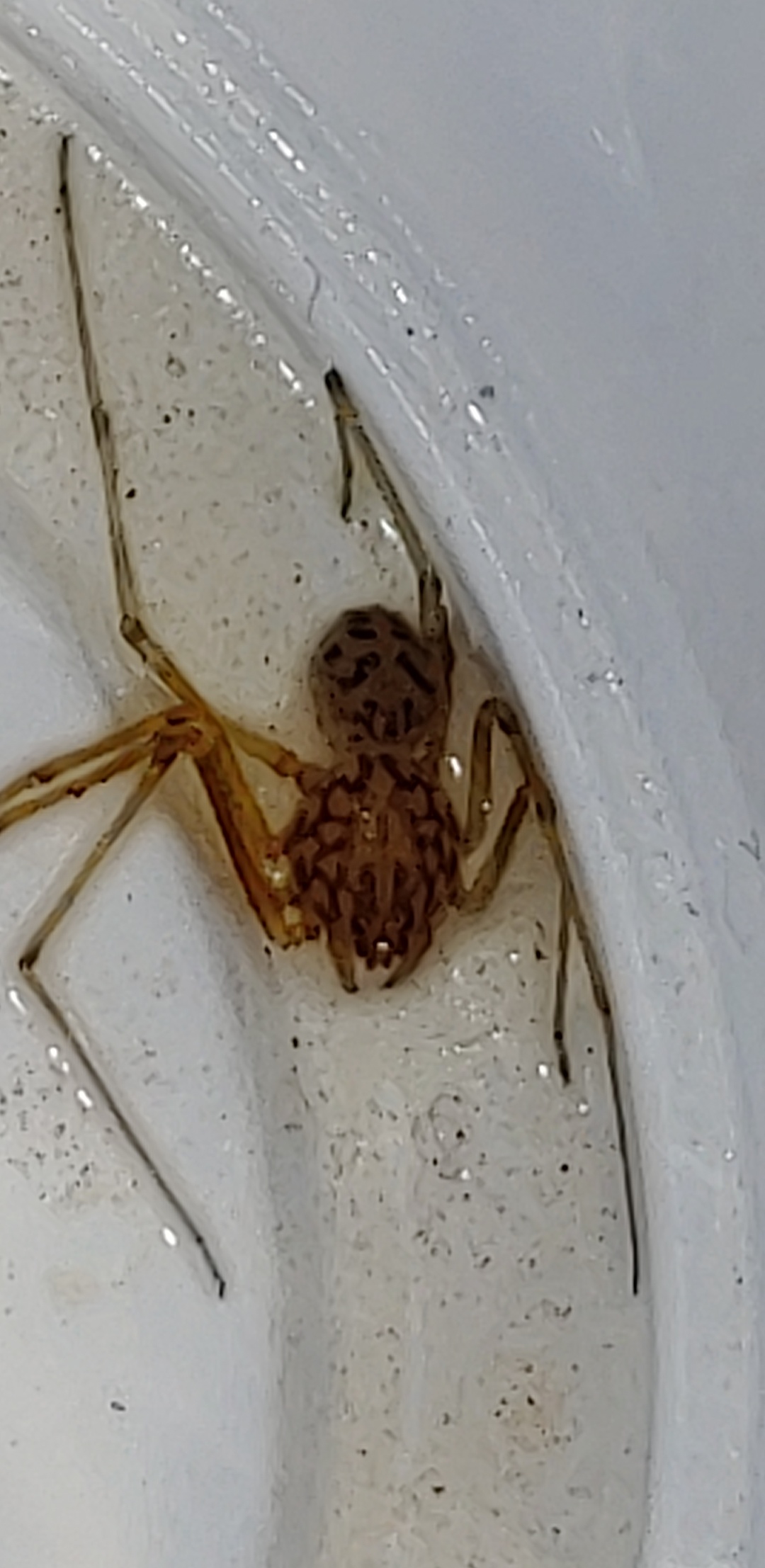 What spider is this? It was in my bathtub 😭😭 (SouthEast Texas) r/spiders
