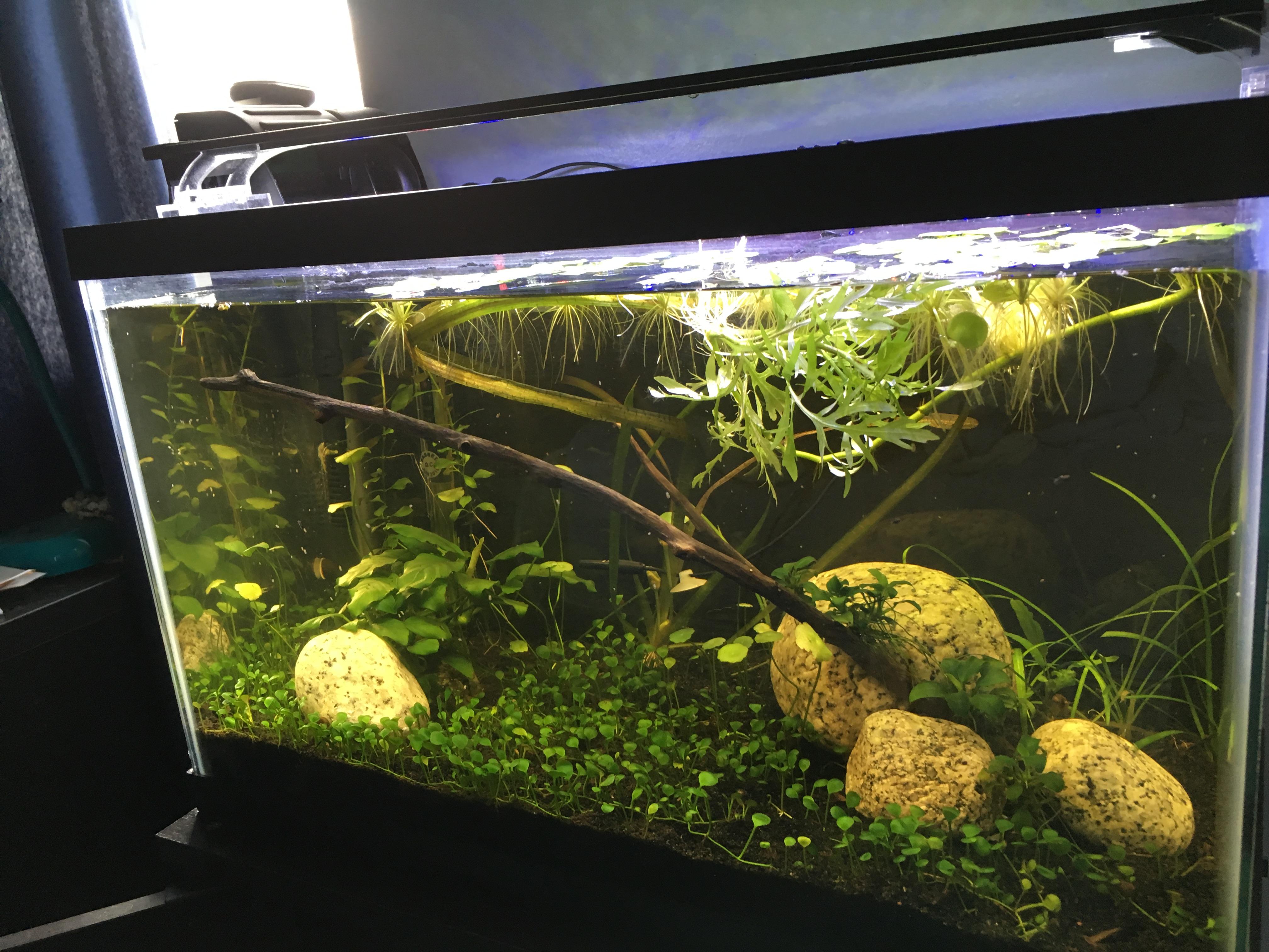 Give me your stocking ideas for a planted 10 gallon! r/Aquariums