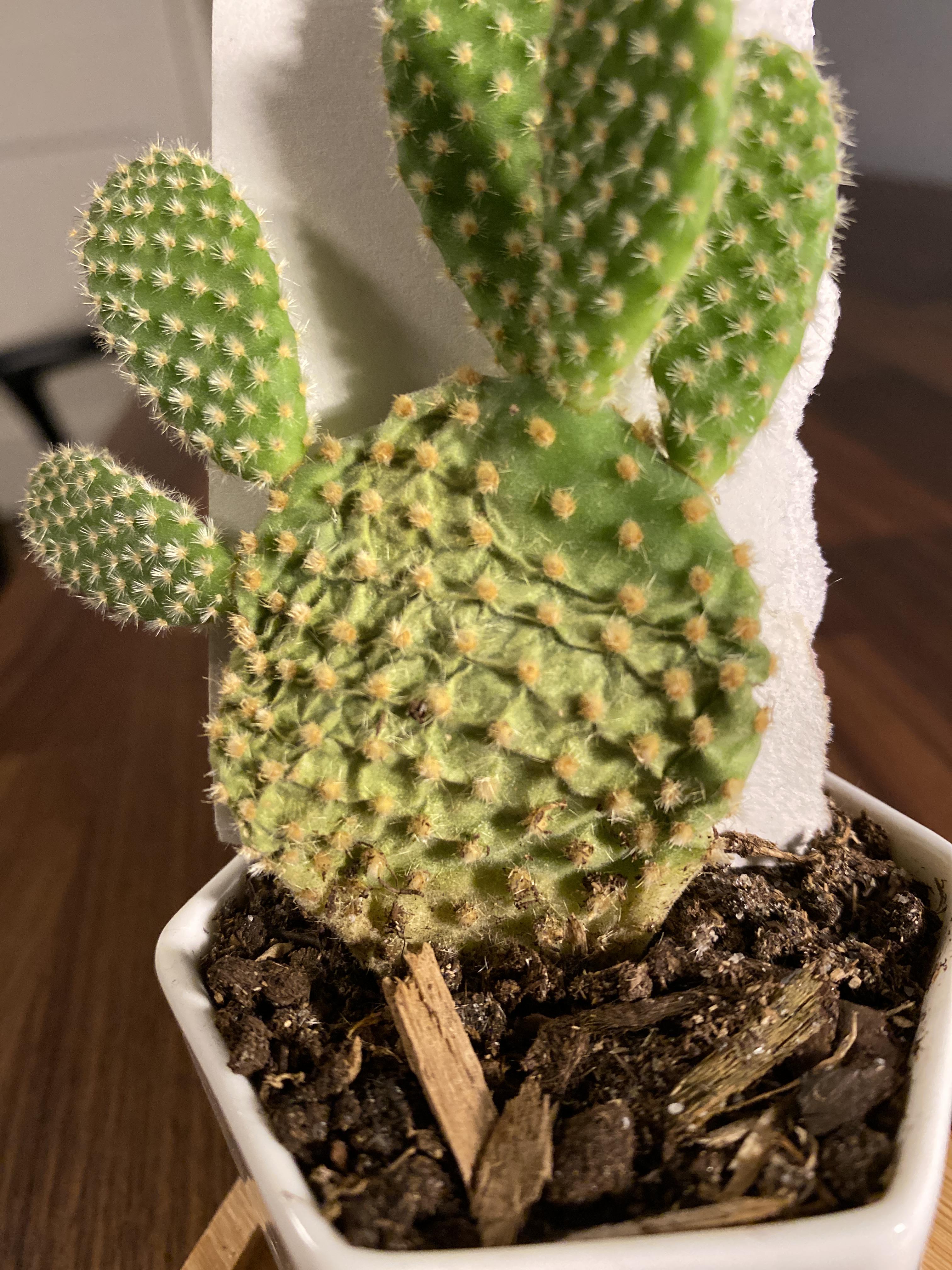 Can someone please help, very new to indoor plants and my cactus is