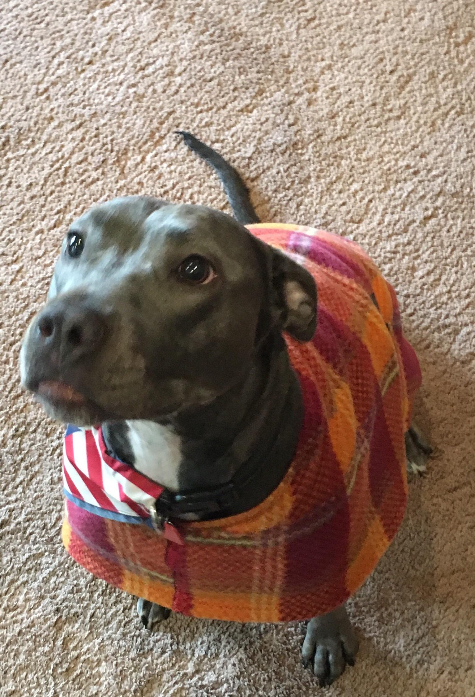 I picked out a new sweater for this cutie. She loves it D r/pitbulls