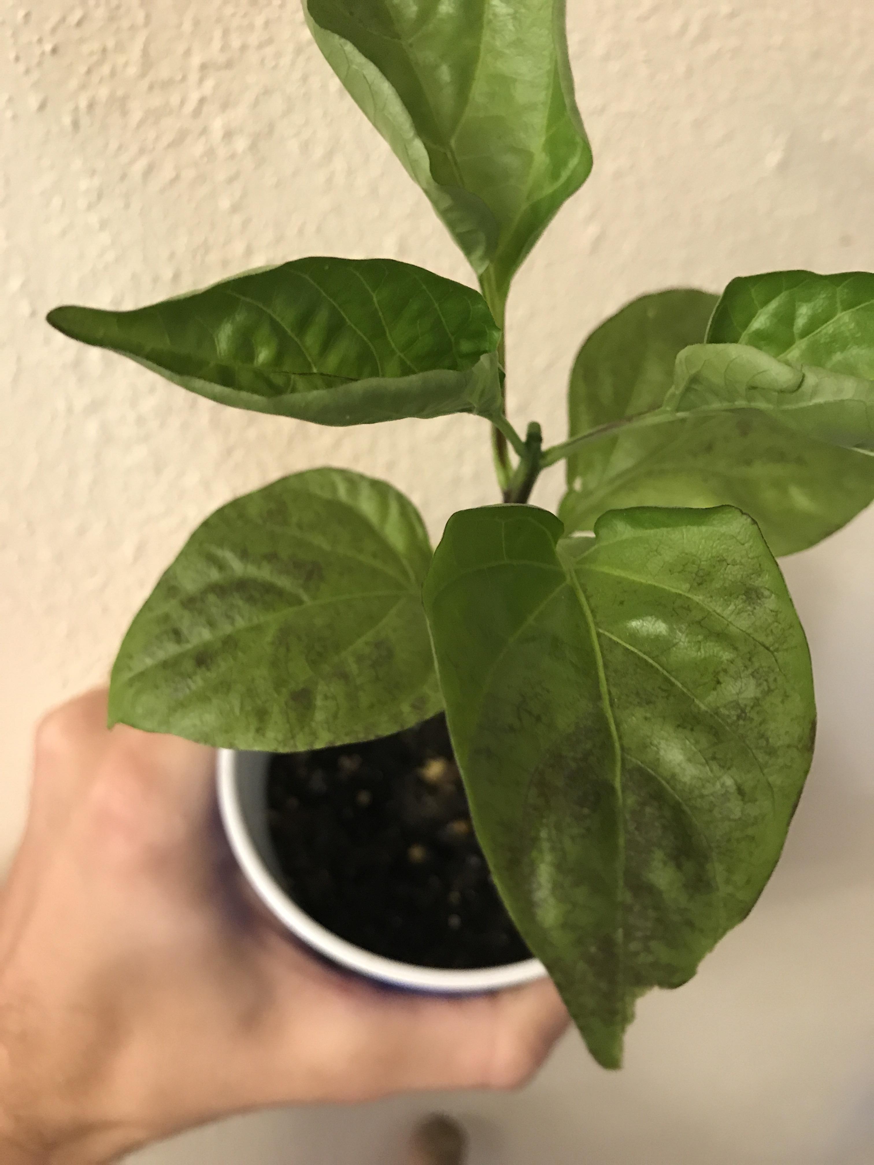 Why Are My Banana Peppers Turning Purple Banana Poster