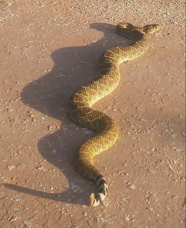 Some sort of rattlesnake? NW Oklahoma r/whatsthissnake
