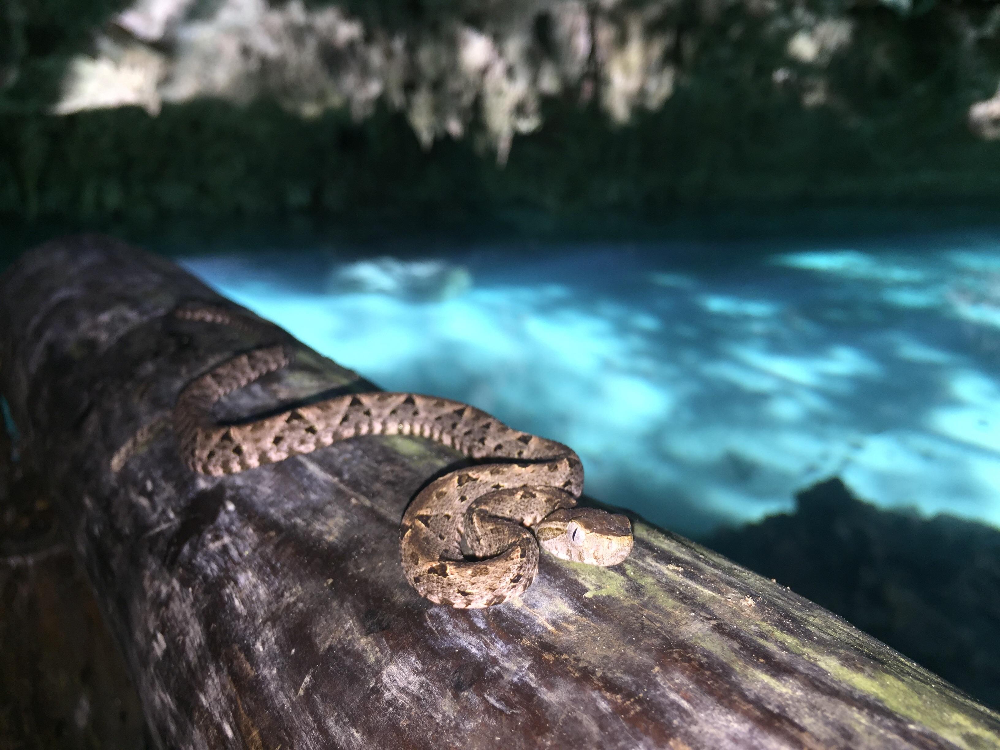 At the opening of a cave in Tulum, Mexico. Heard he could kill us! 😵😲
