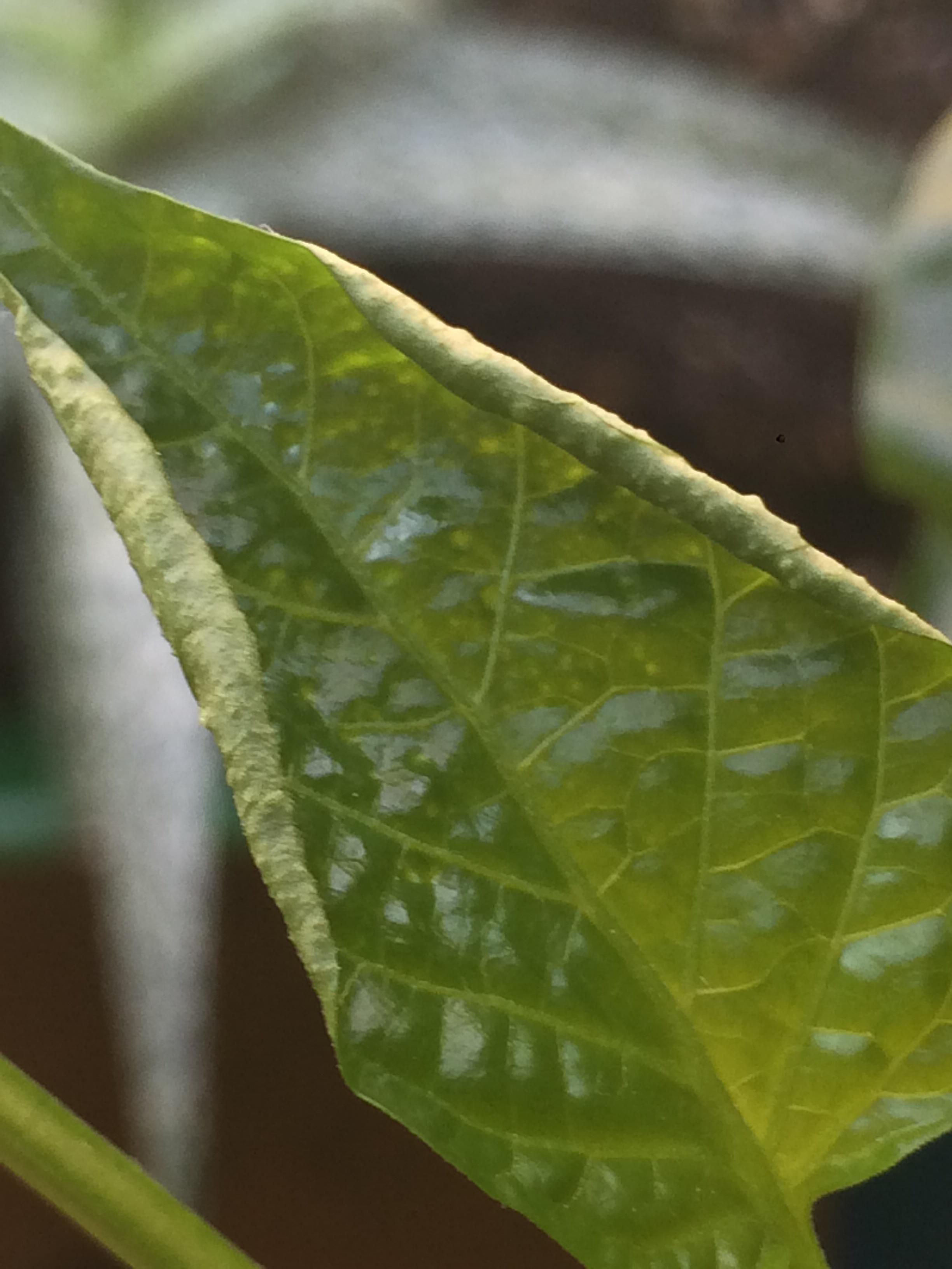 One of my Bell Pepper plant's newest leaves are coming in curled with