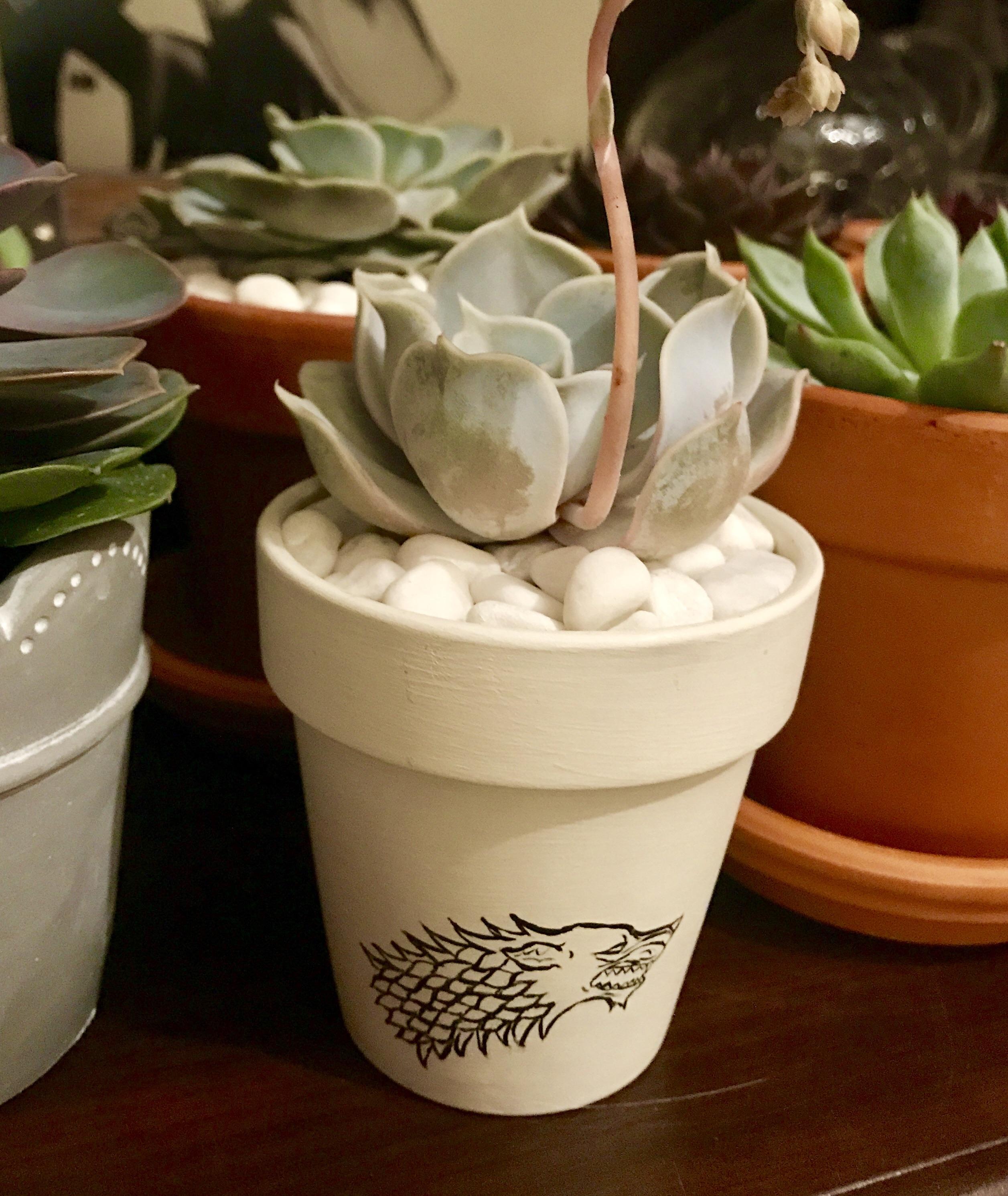 Ghost succulent in a Stark planter that I painted. For the other