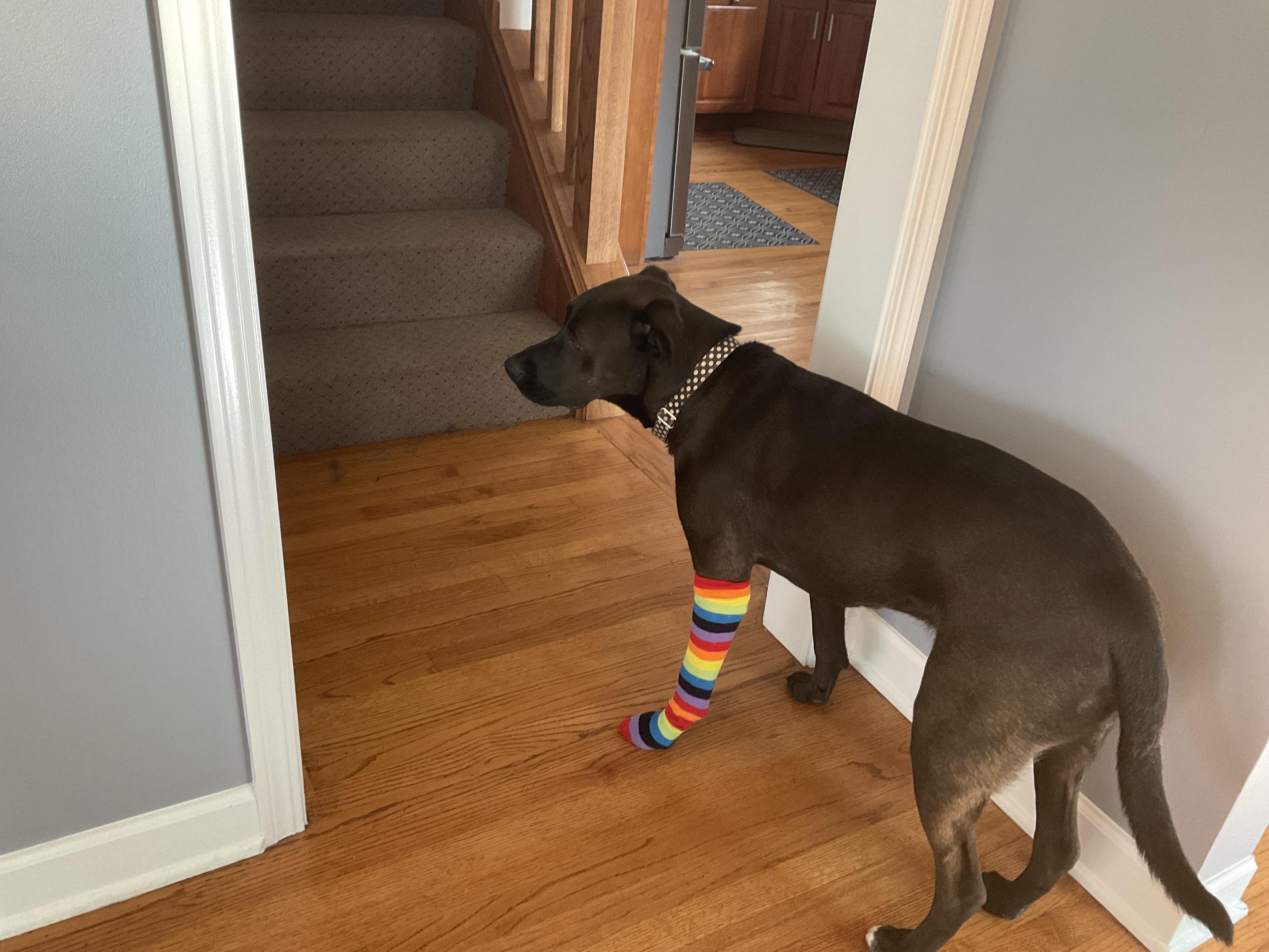 my dog got a sore on his paw, and the vet said we had to keep him from