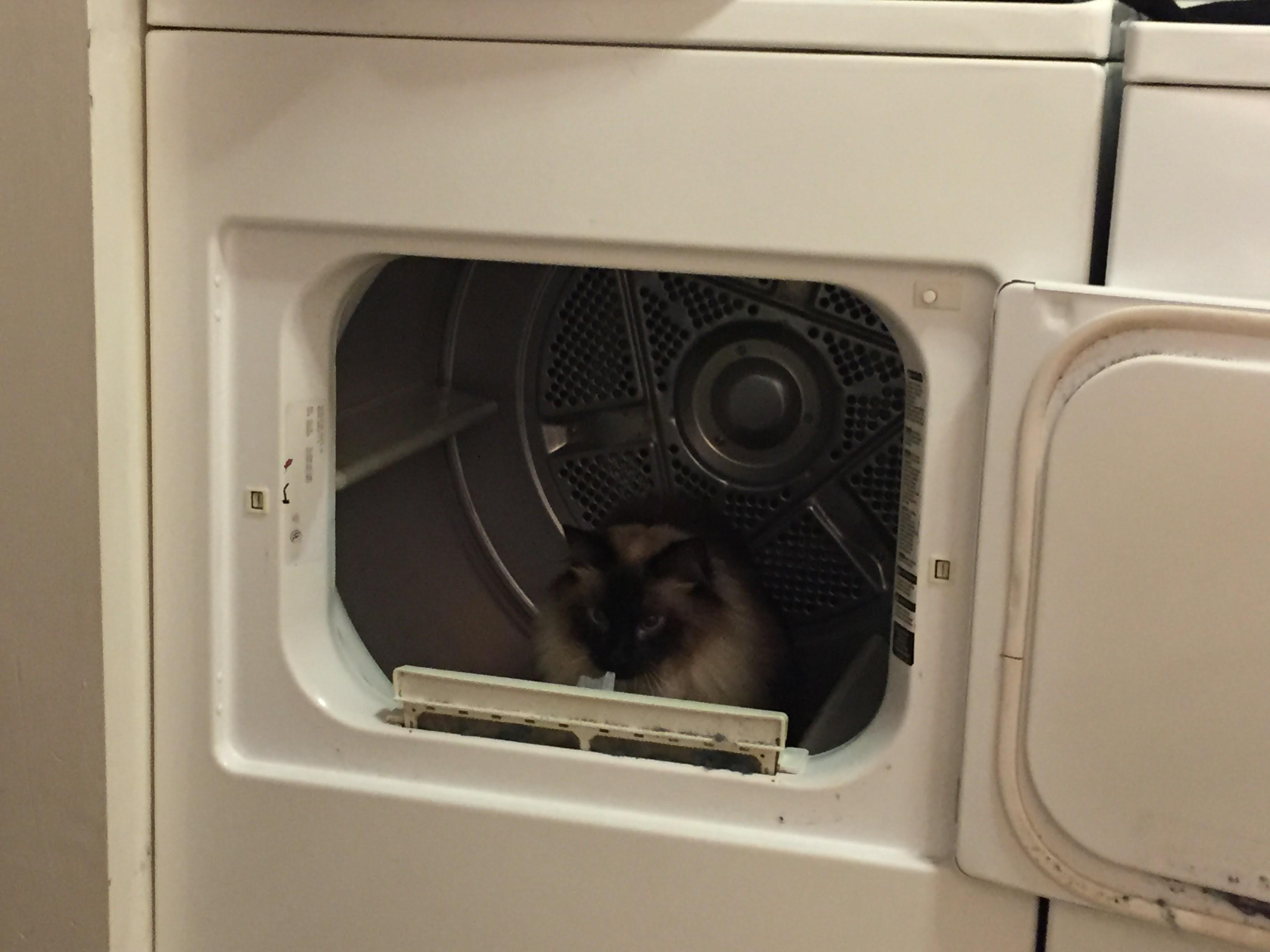 My cat loves chewing on dryer sheets (much to my dismay). Here i caught