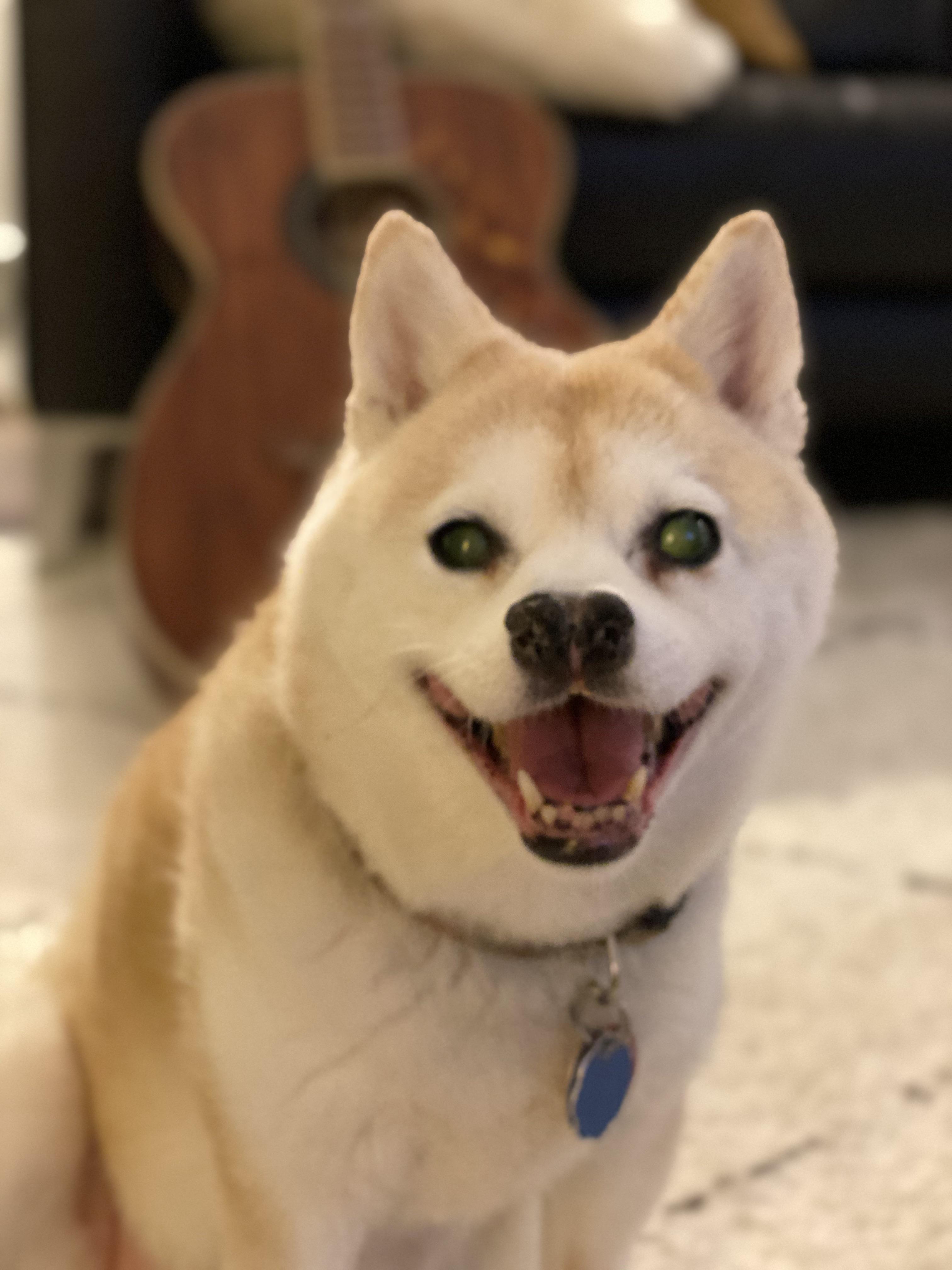 baby kuma inu Reddit post and comment search SocialGrep