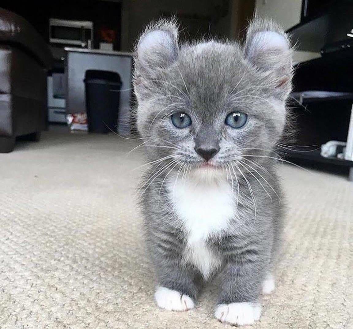 Ladies and Gentlemen of Reddit I give you the munchkin cat r/pics