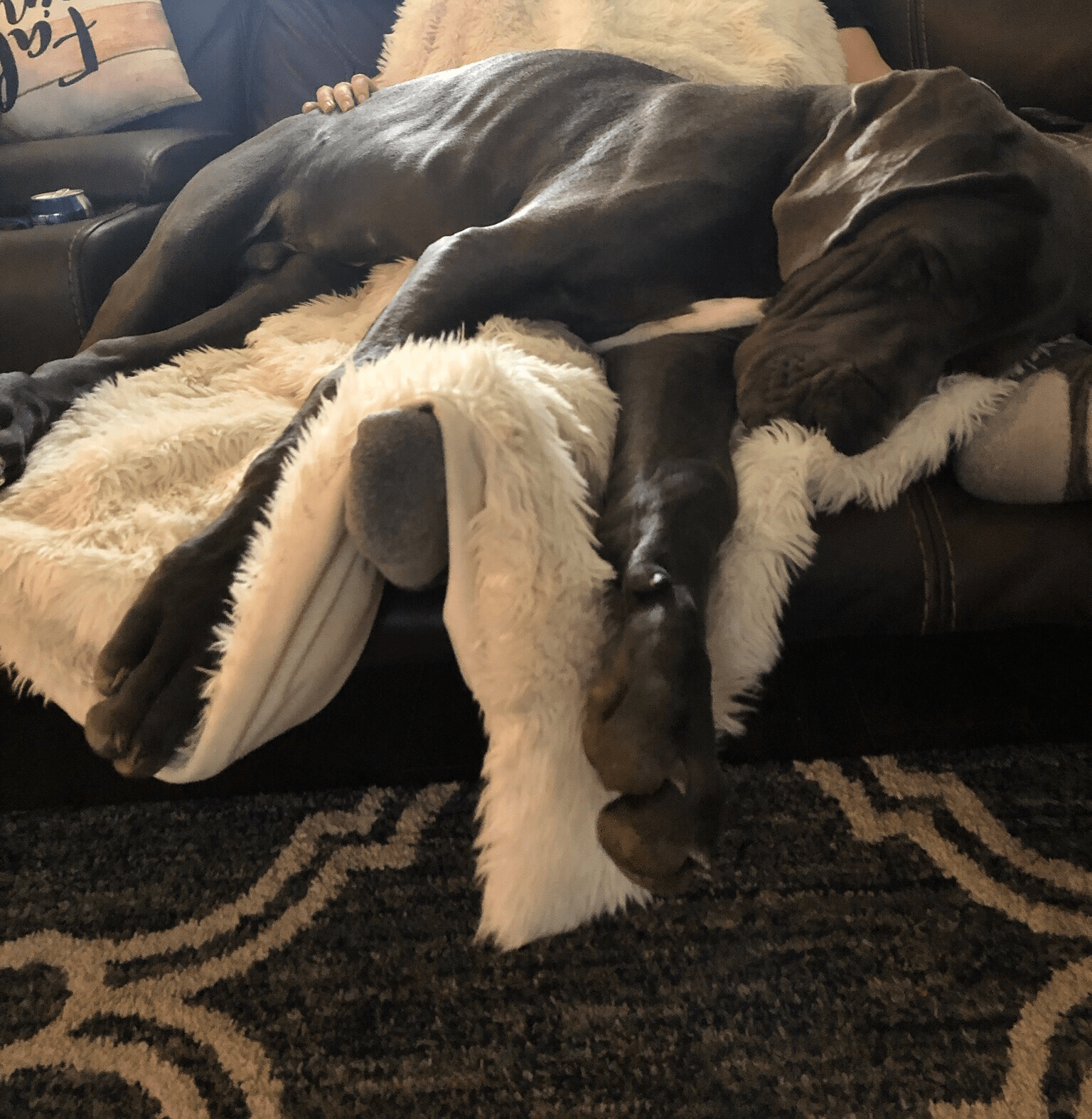 He may only be a pup but he sure knows how to cut off circulation to