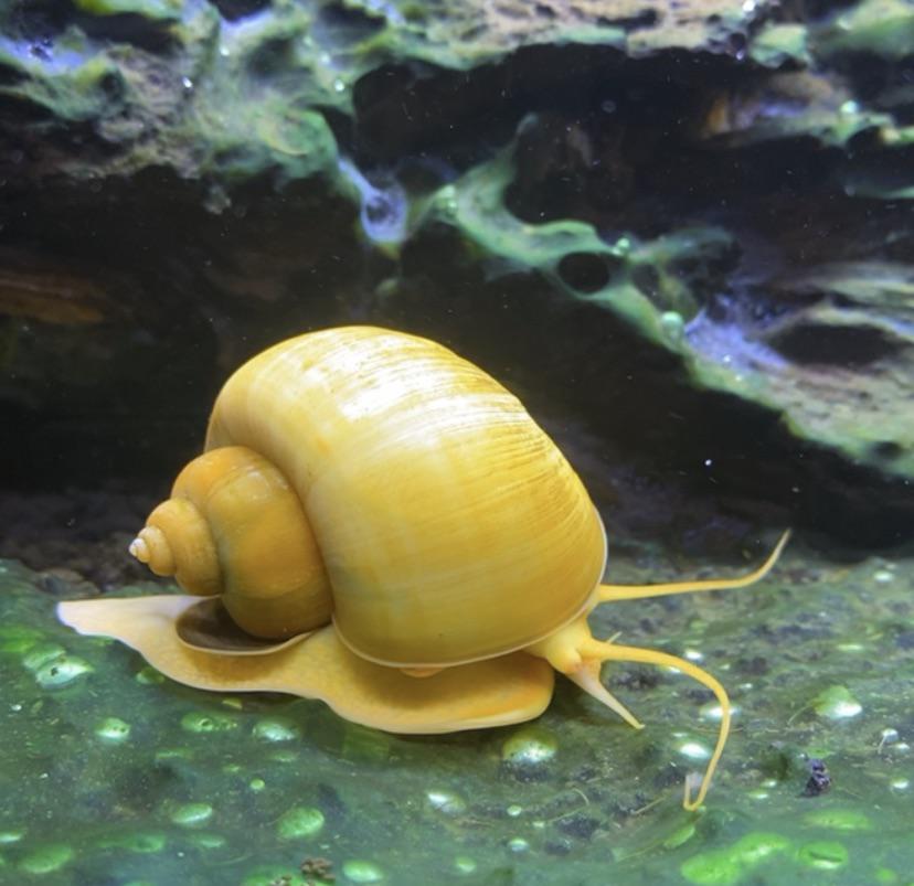 Best snail for aquarium? More in comments. r/AquaticSnails