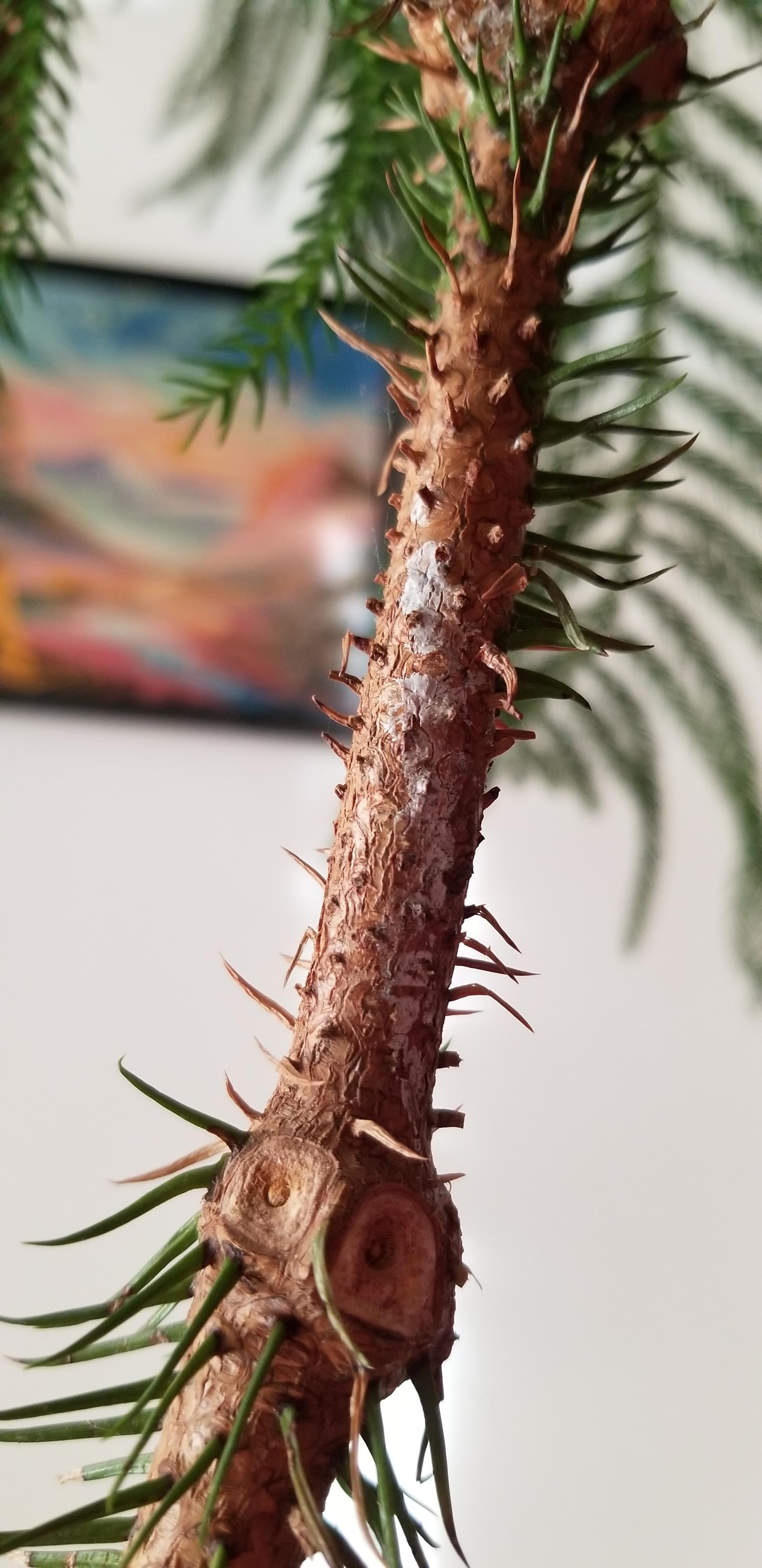 Norfolk Island Pine what are these white spots? Branches are dropping and I noticed some white