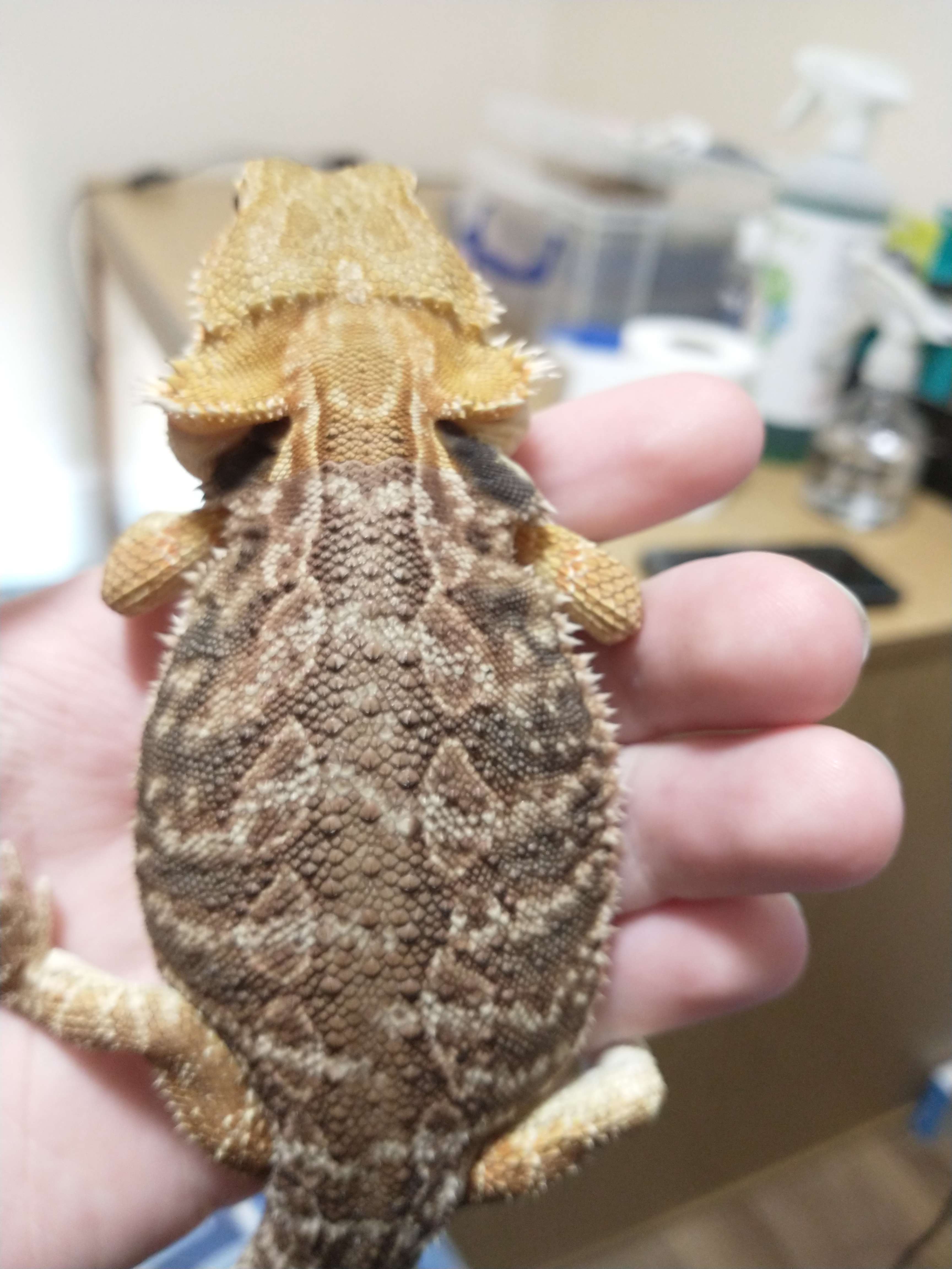 what's up with my beardies back? is he okay? r/BeardedDragon