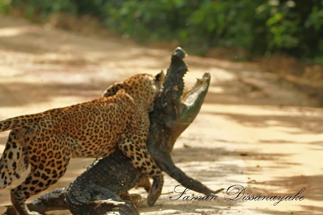 A clouded leopard consumes a newborn crocodile, and the is