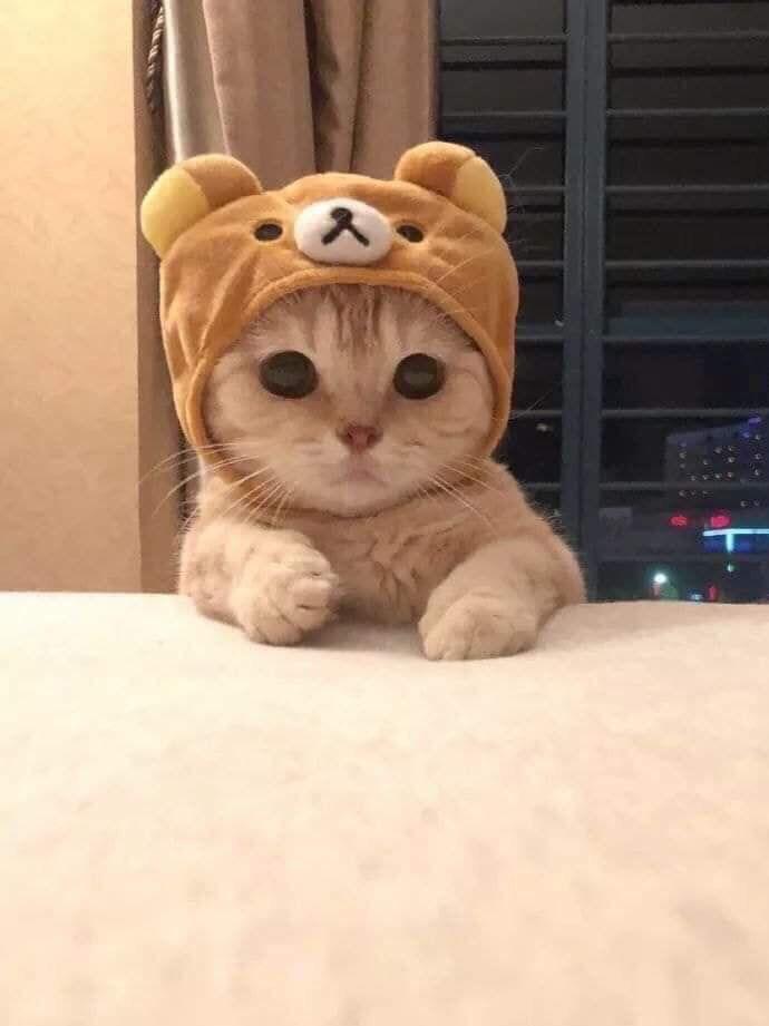 how can this cat get even cuter wearing a teddy hat? r/aww