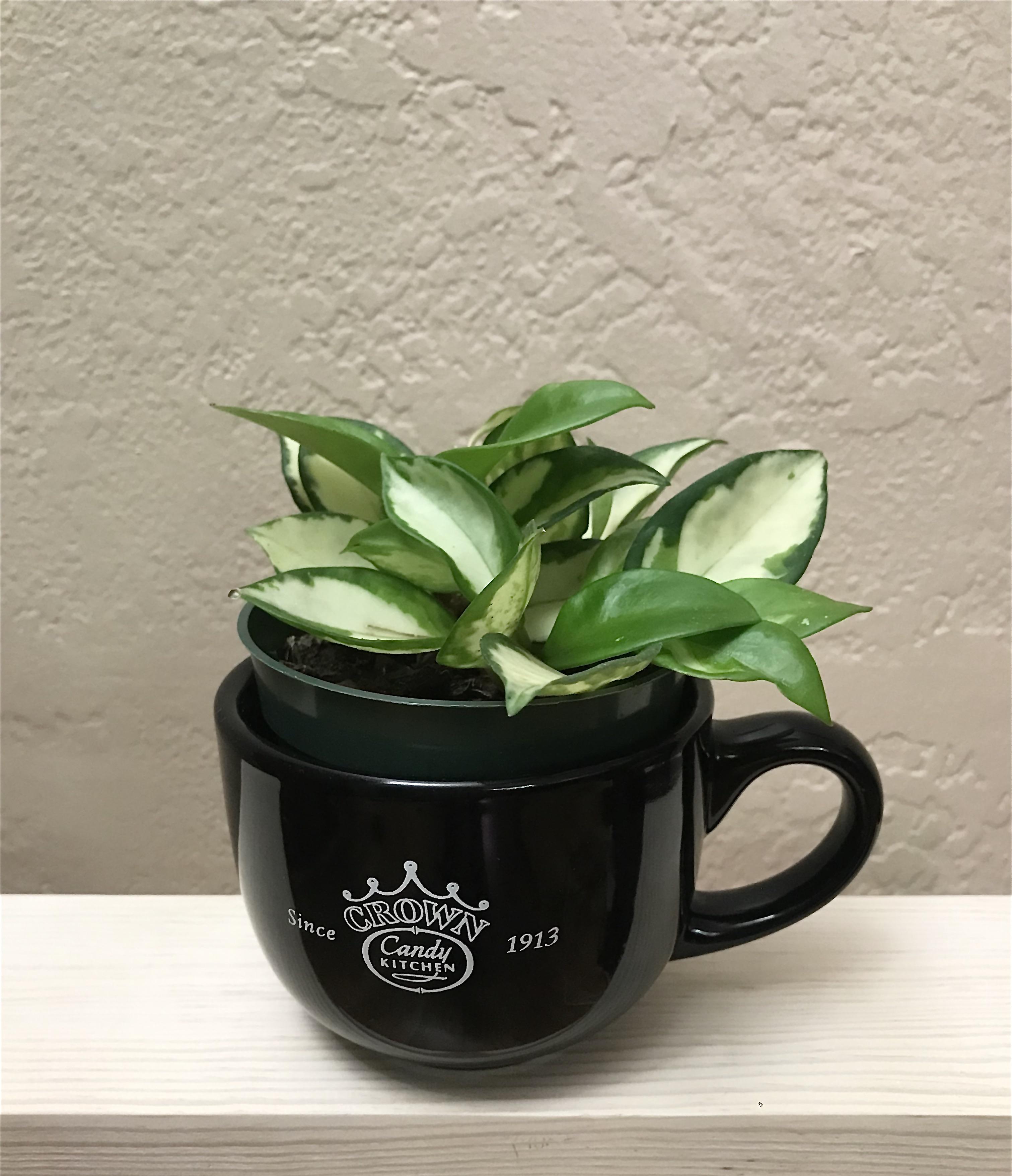 When you keep collecting plants but Goodwill isn’t open, you make do