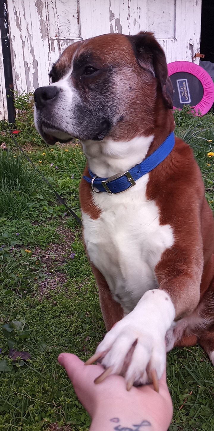 Saint Bernard Boxer Mix atelieryuwa.ciao.jp