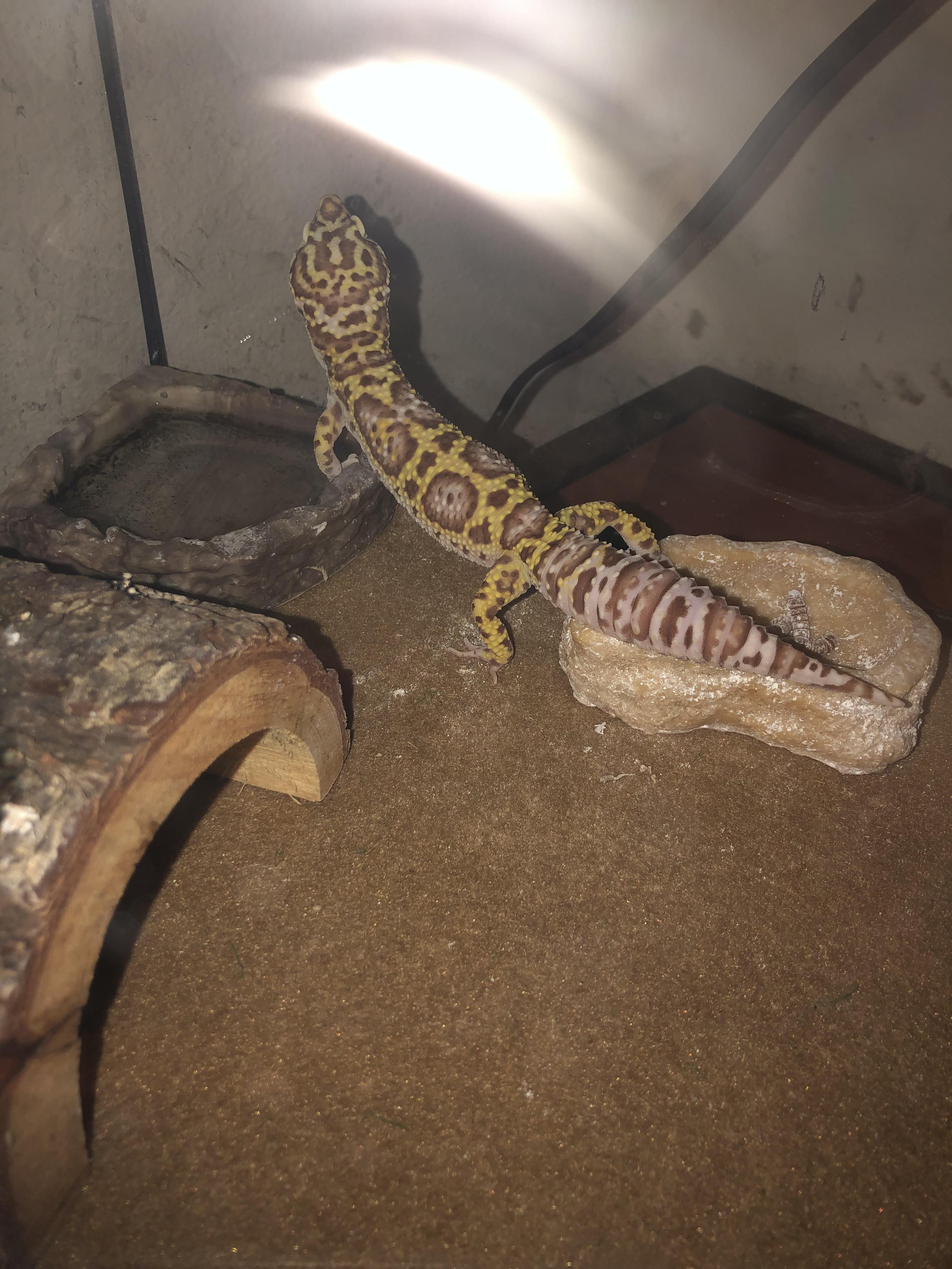 Does my leopard gecko look healthy? A lady at the pet