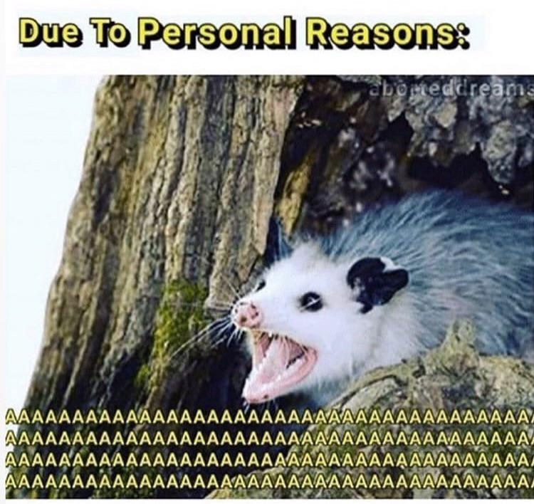 The Possum goes AAAAAAAAA r/AAAAAAAAAAAAAAAAA