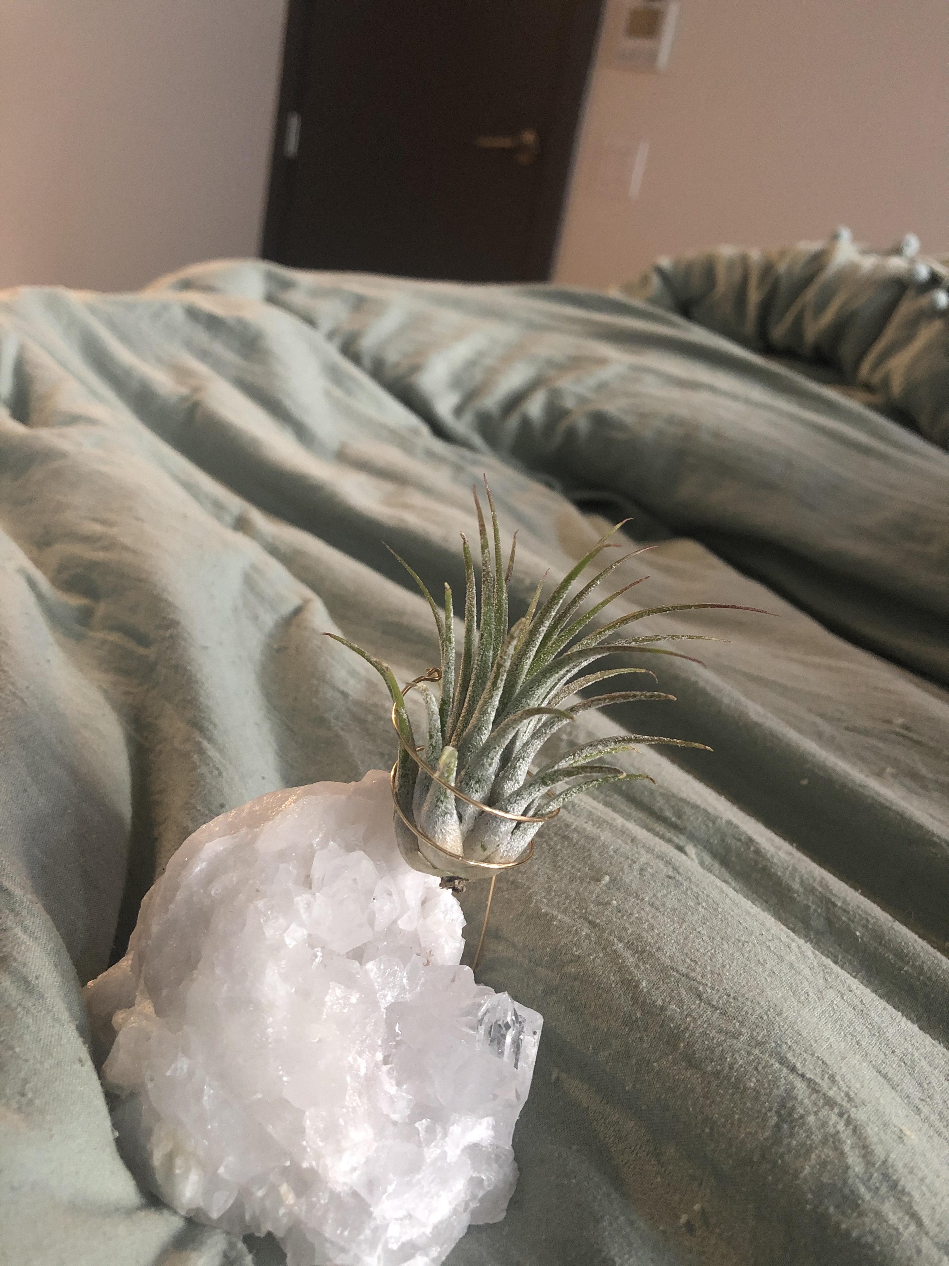 New (and highly inexperienced) plant mom. I gave this lil guy a “bath