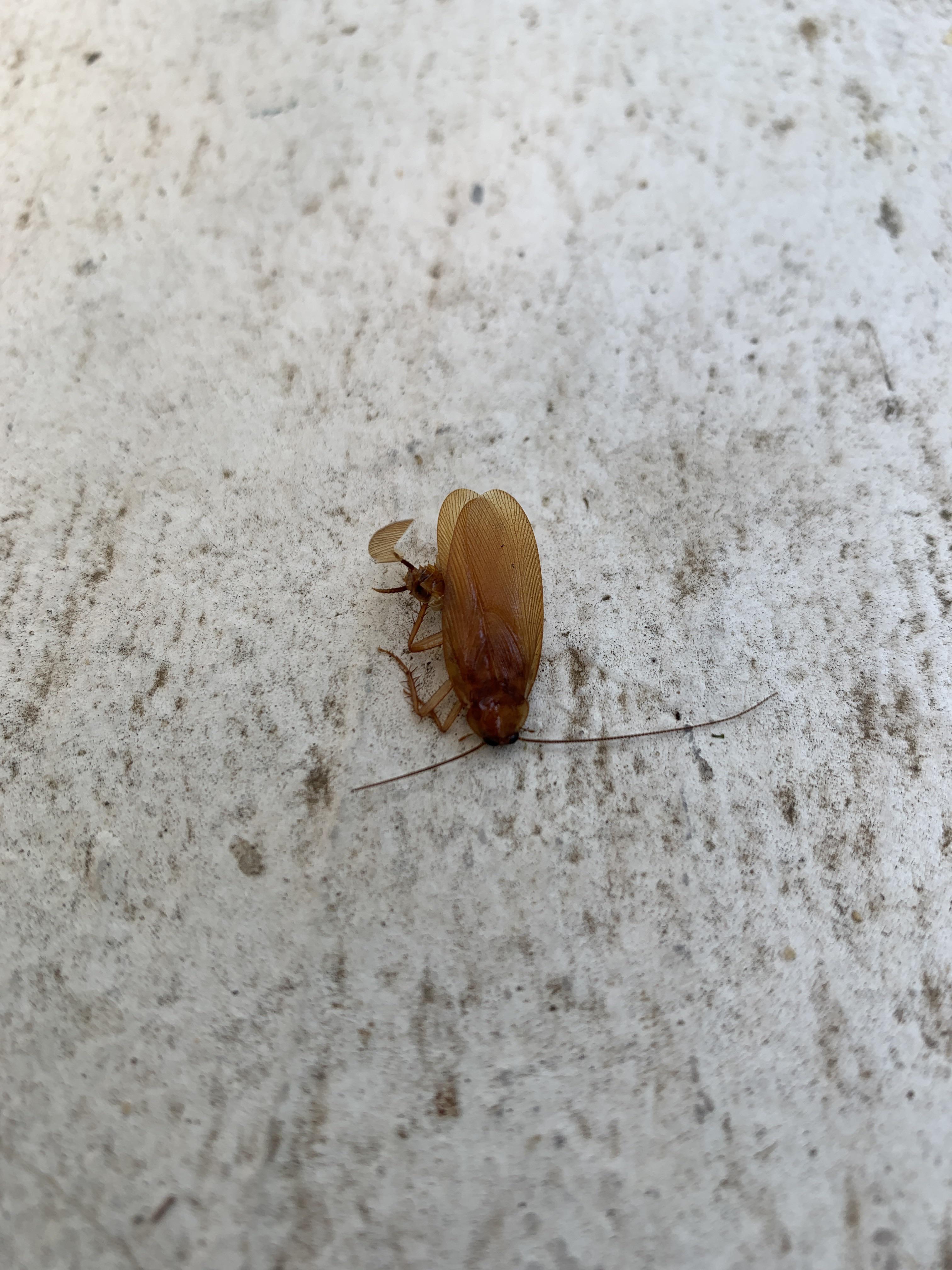 Seeing these often outside of my front door. What kind of roaches are