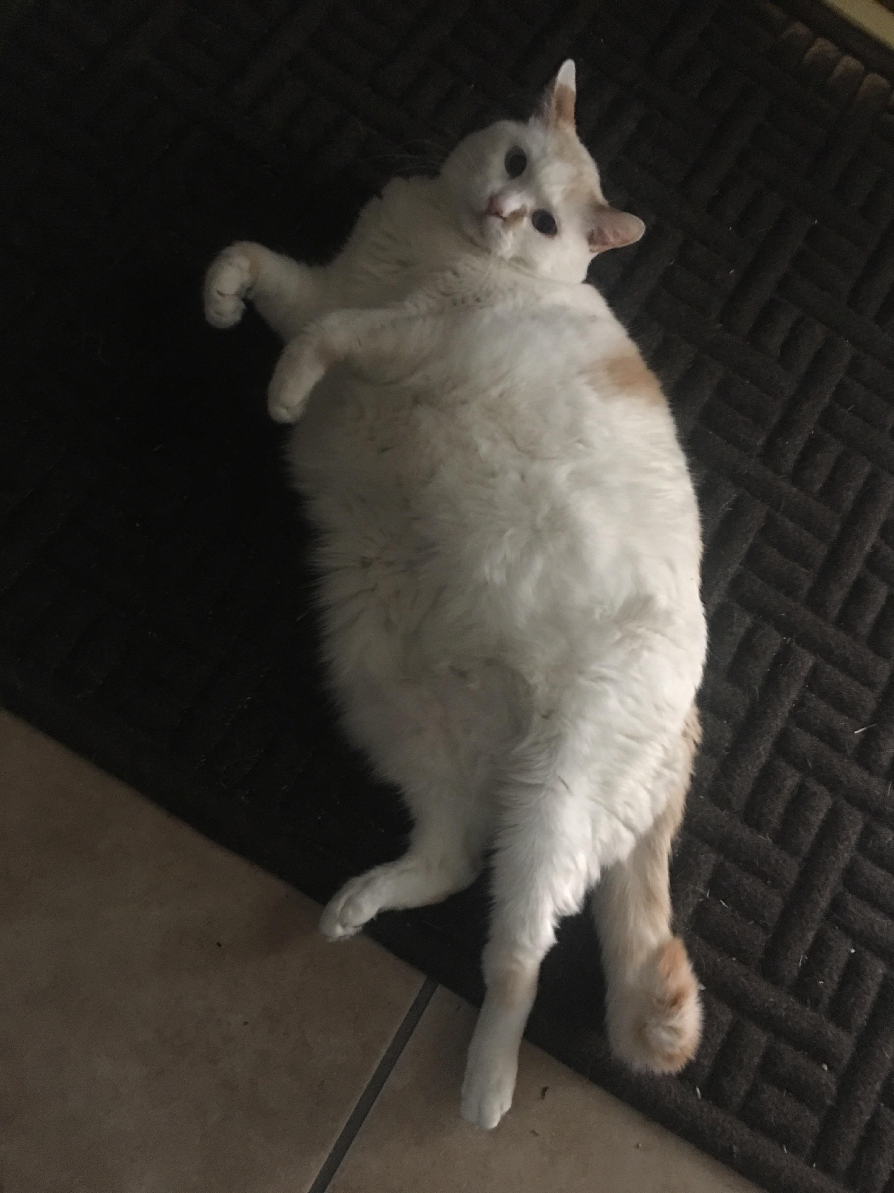 Guard Dog Absolute r/AbsoluteUnits