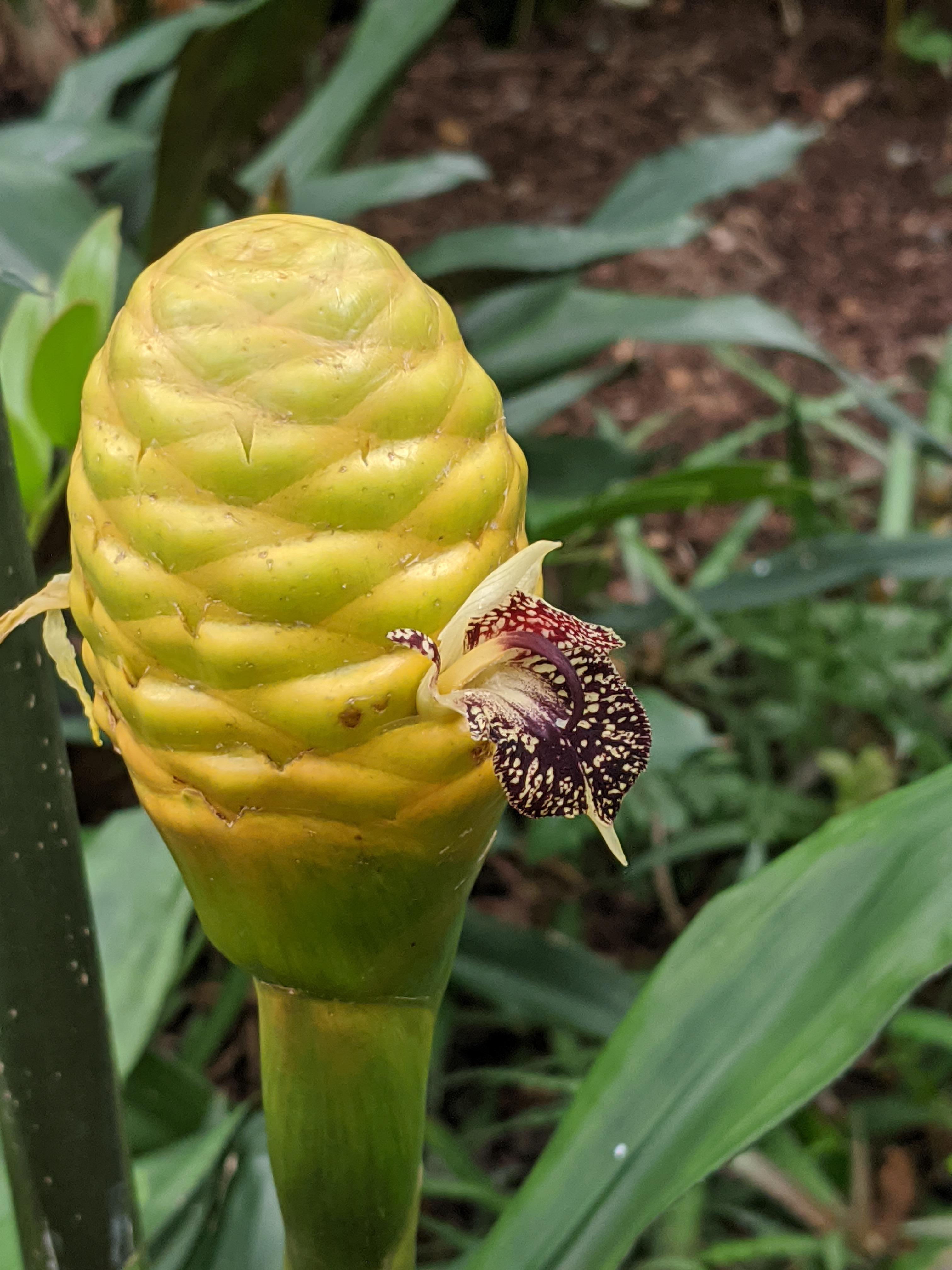 Shampoo Ginger r/gardening