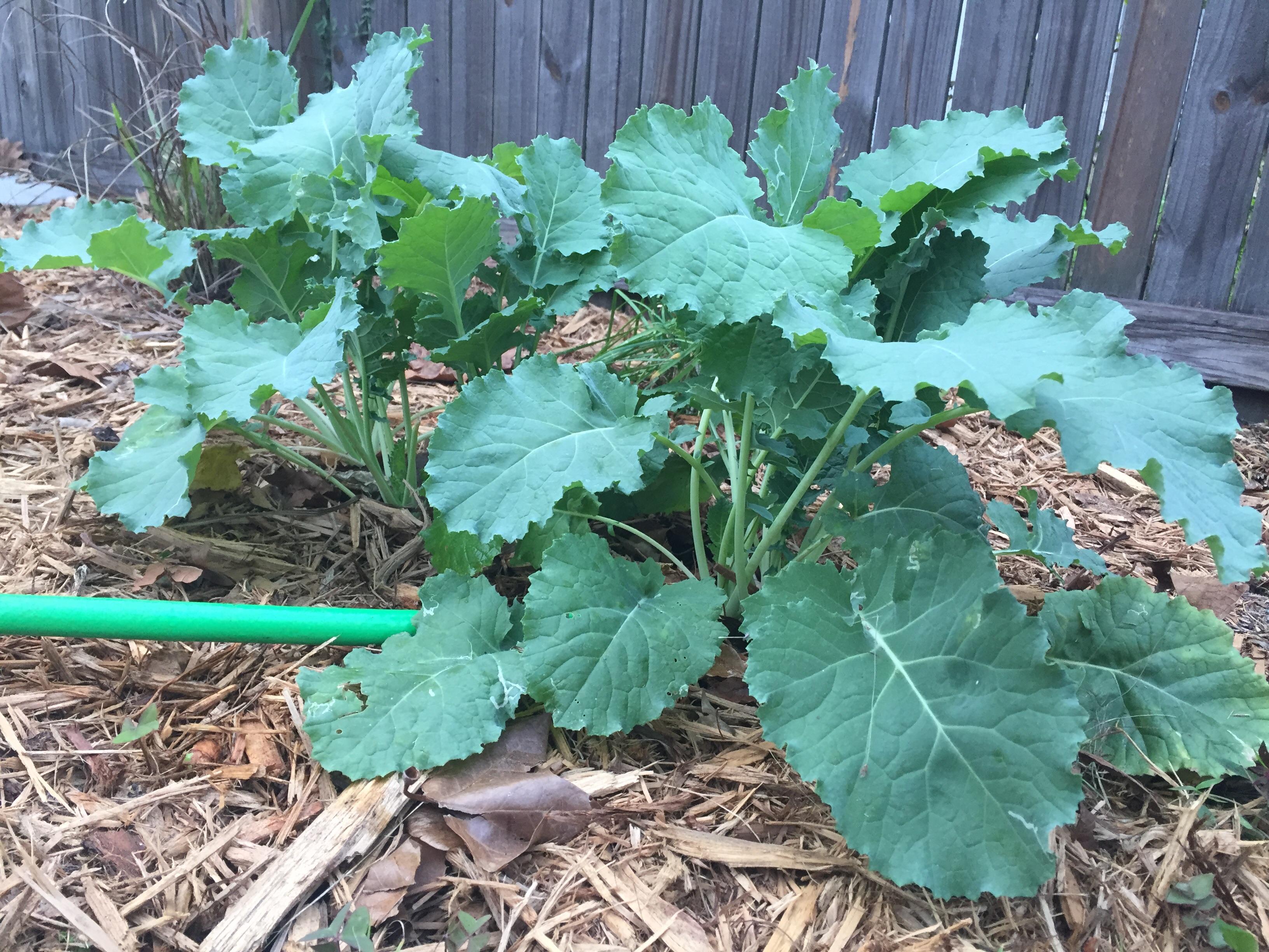 Look at my first kale!!!!!!! What’s the proper way to cut and harvest